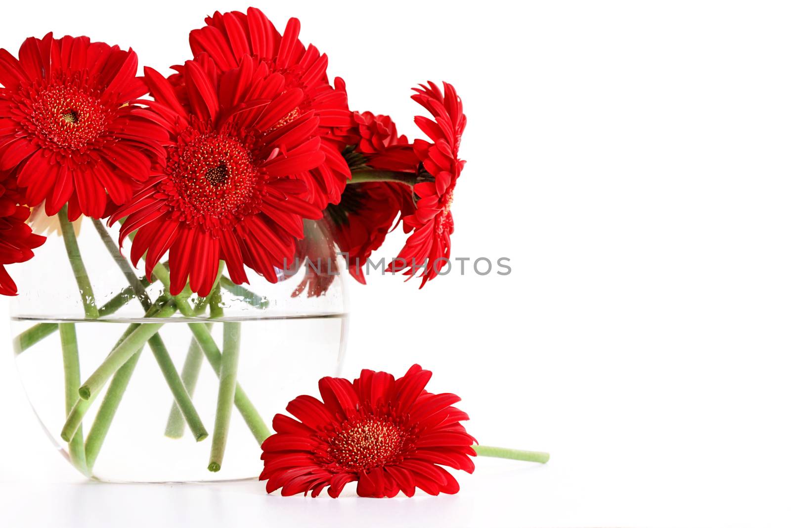 Closeup od red gerber daisies in glass vase