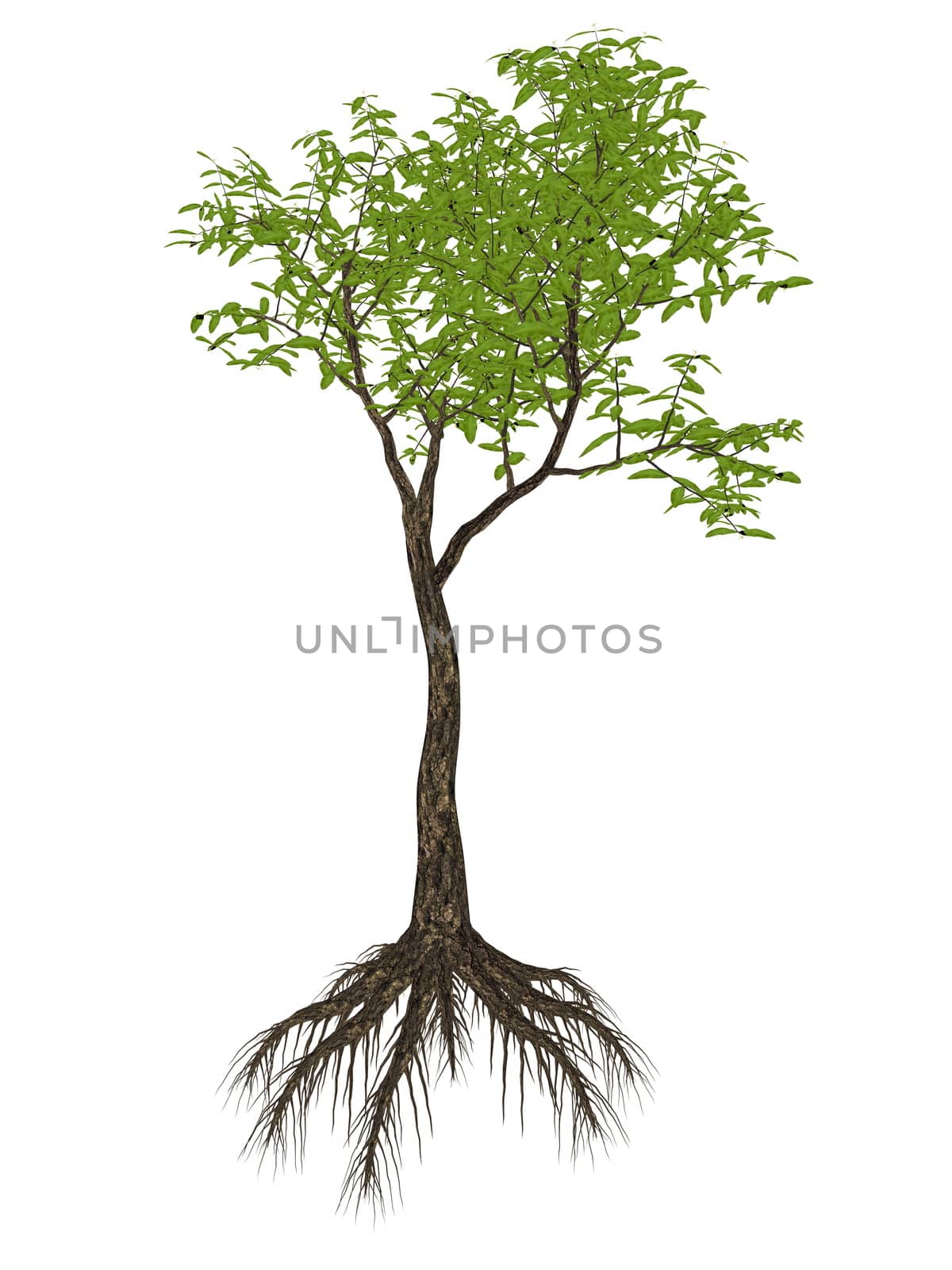 Arrow poison tree, acokanthera venenata - 3D render by Elenaphotos21