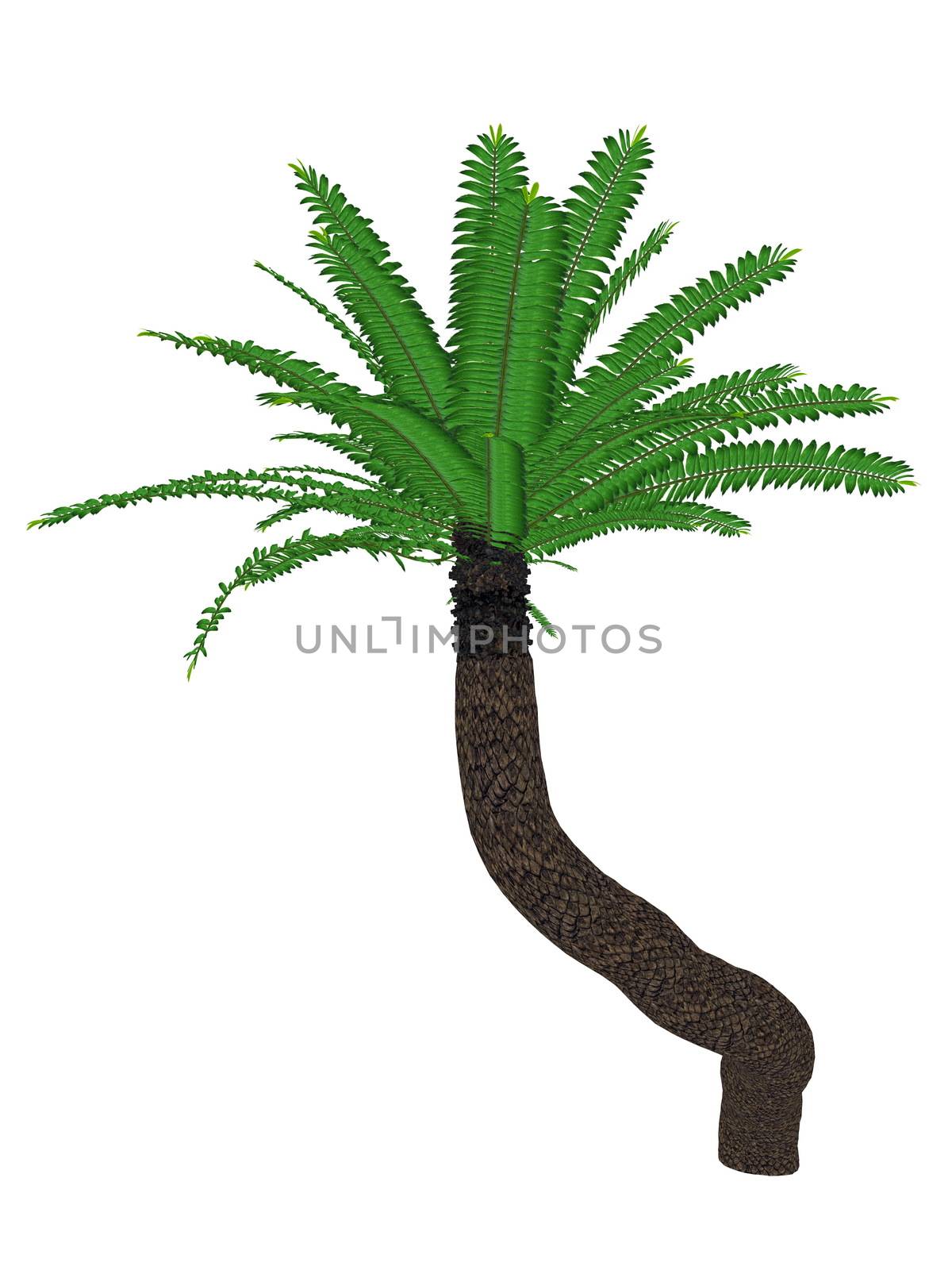 Breadtree, broodboom, eastern cape giant, bushman's river cycad or uJobane, encephalartos altensteinii, tree - 3D render by Elenaphotos21