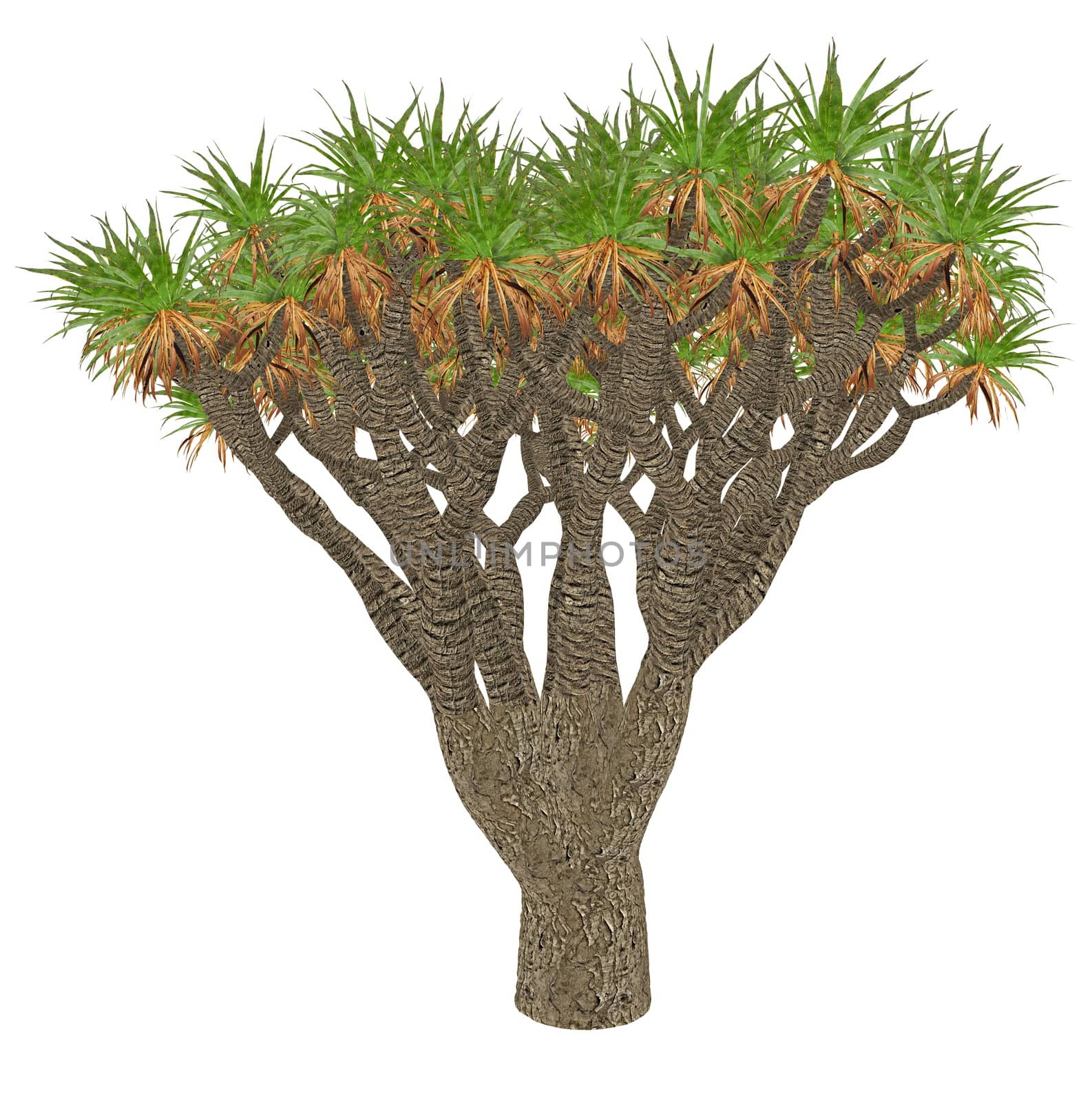 Canary Islands dragon tree or drago, dracaena draco - 3D render by Elenaphotos21