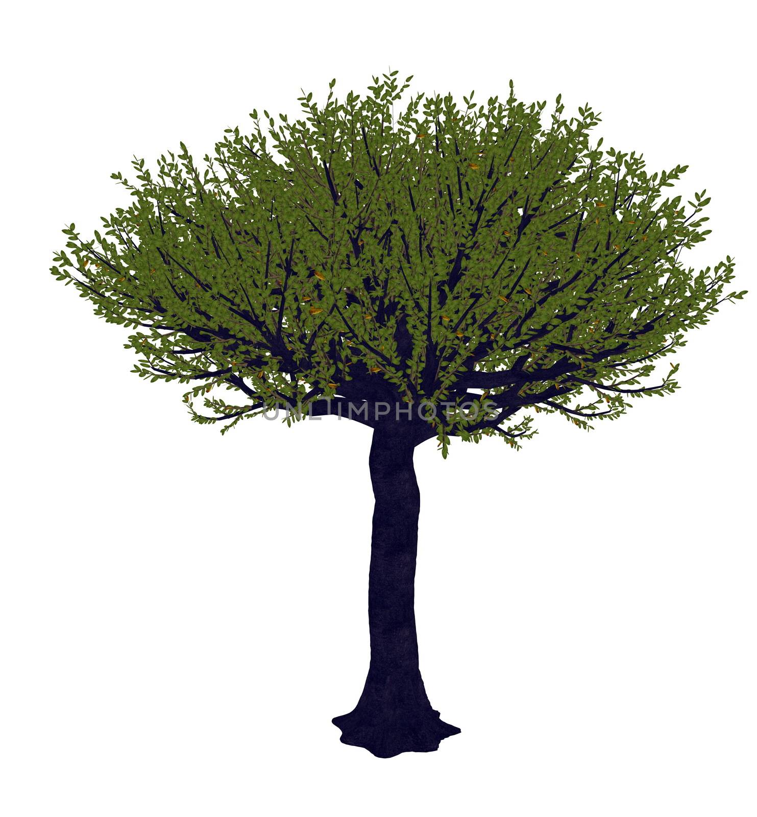 Forest sandpaper fig or tree, ficus exasperata isolated in white background - 3D render