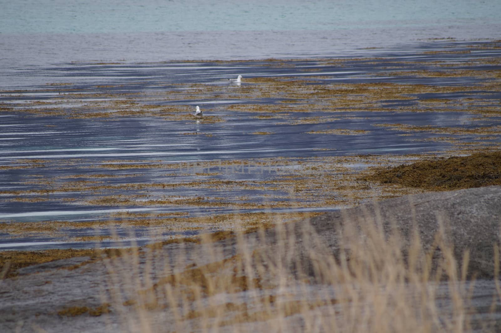 animals in terrain