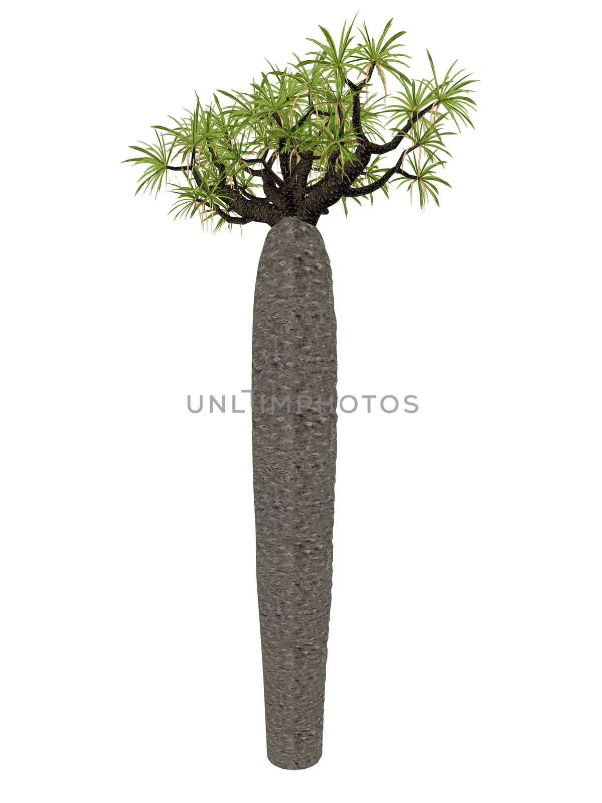 Large bottle tree, pachypodium geayi isolated in white background - 3D render