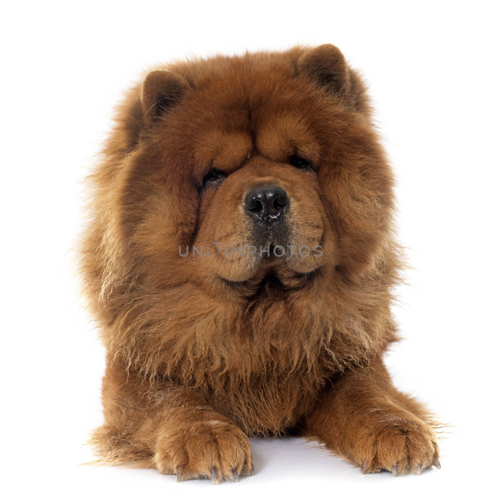 chow chow dog by cynoclub