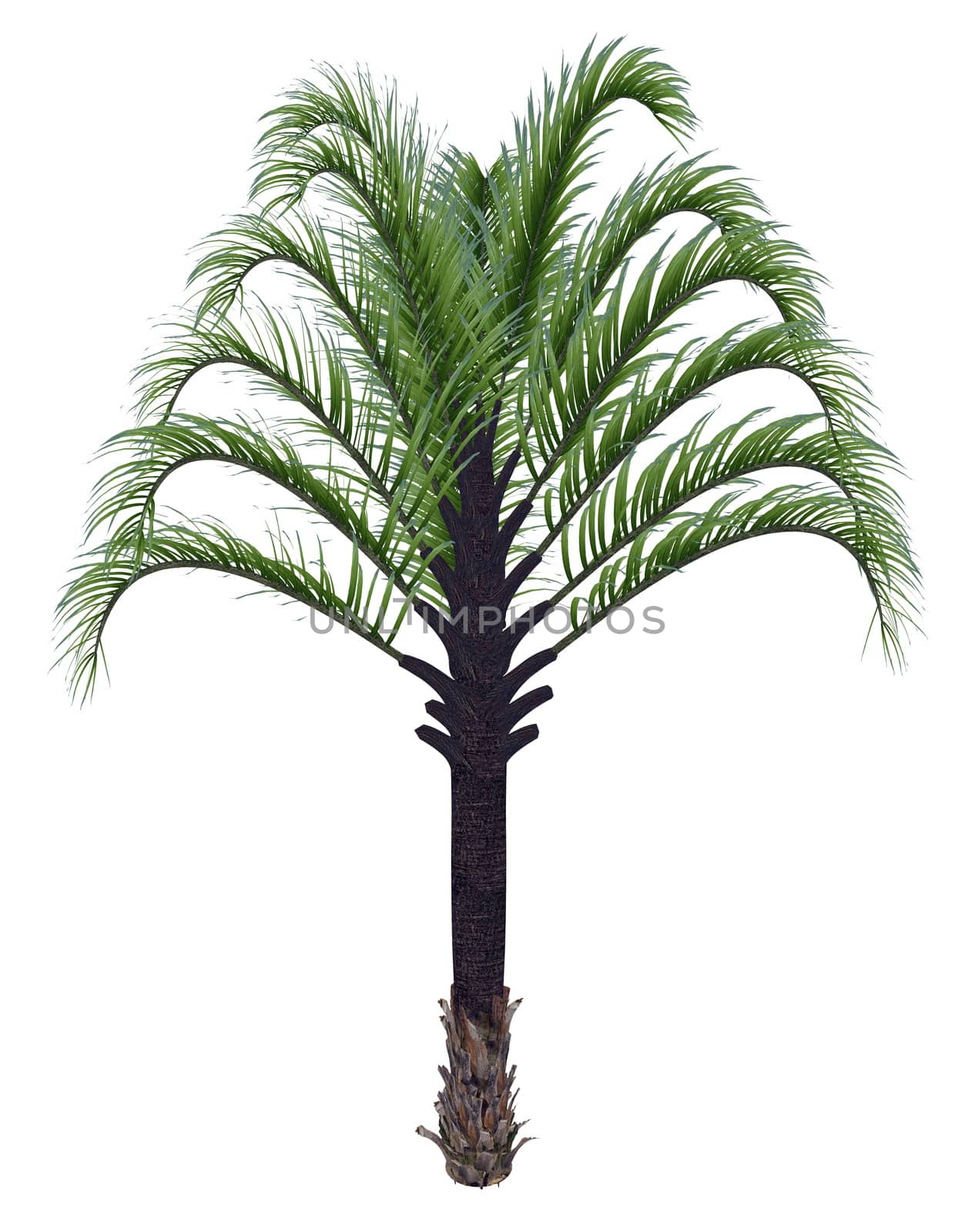 Triangle palm tree, dypsis decaryi isolated in white background - 3D render