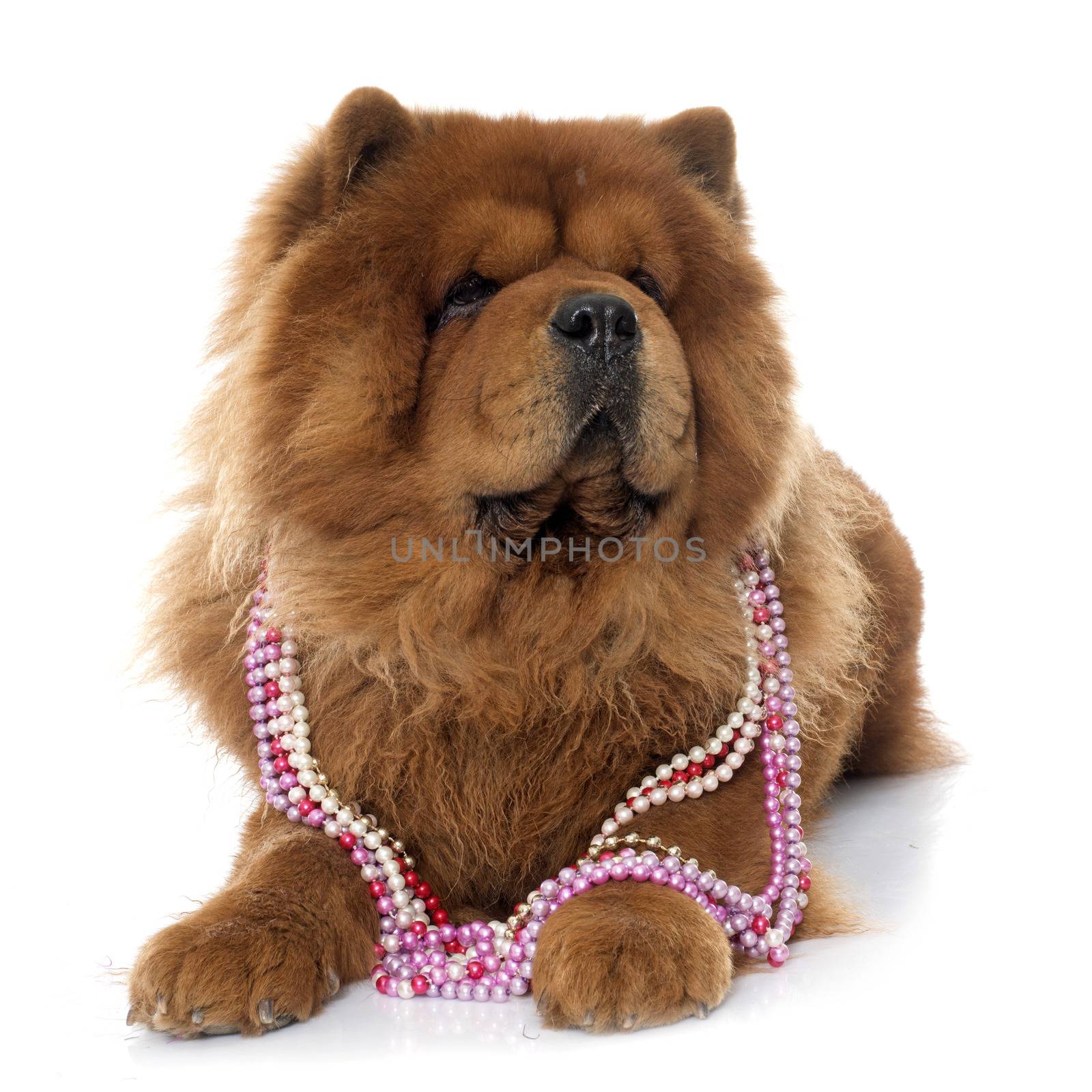 chow chow dog by cynoclub