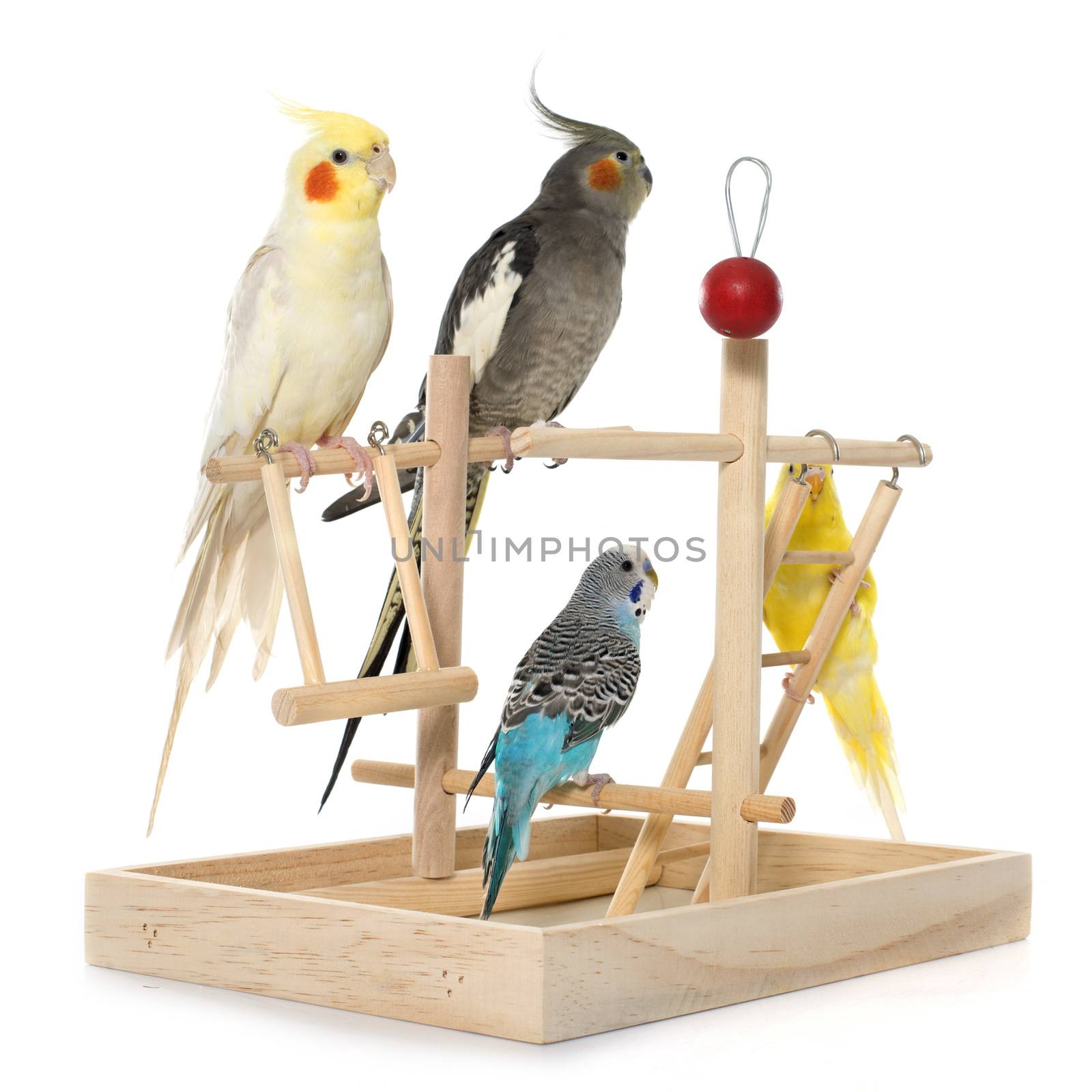 playing parakeet and Cockatiel