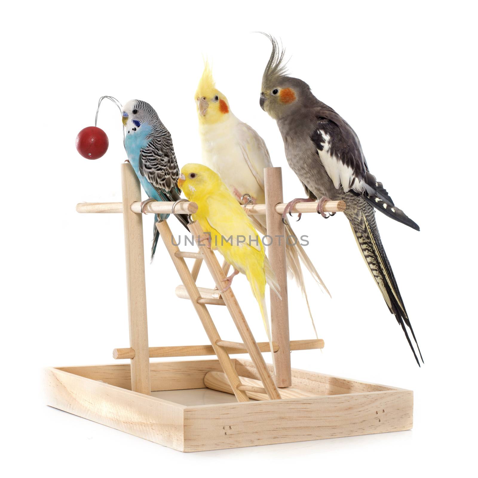 playing parakeet and Cockatiel