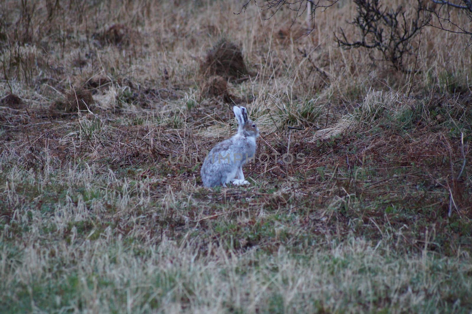 animals in terrain, rabbit