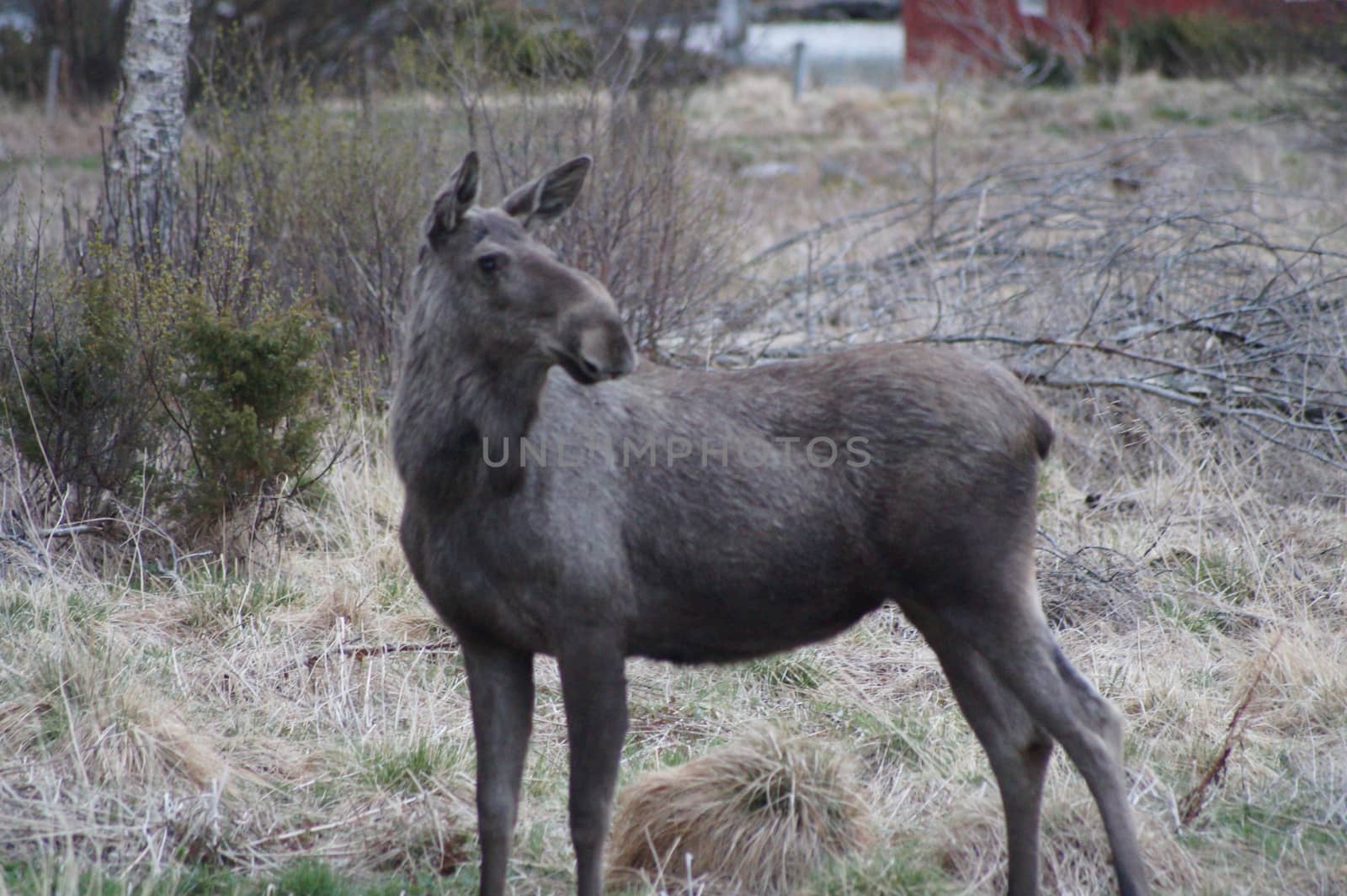 Moose in Norway