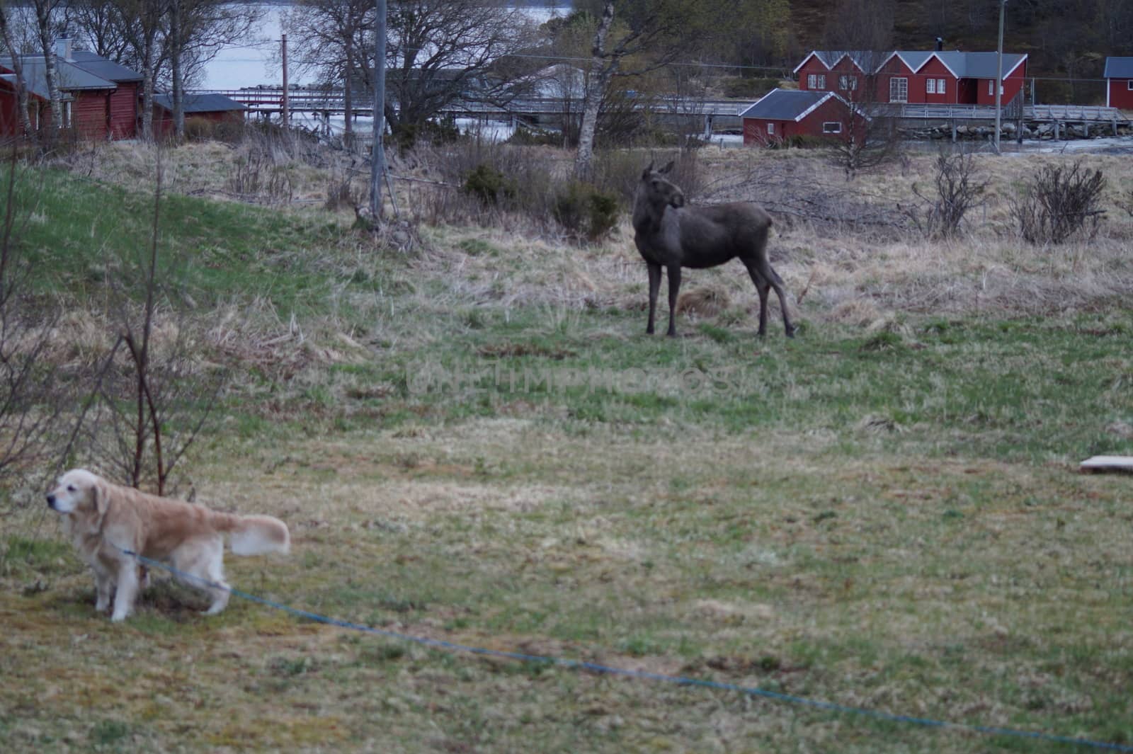 Moose and dog in Norway