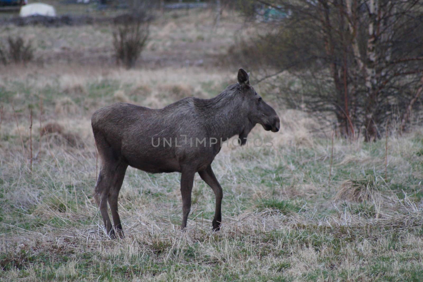 Moose in Norway