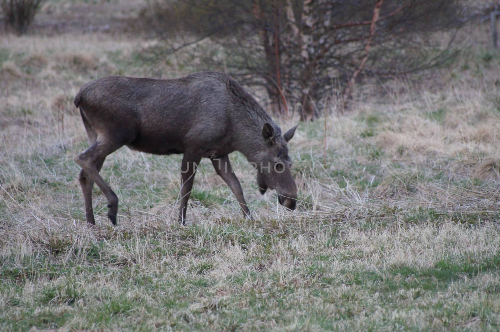 Moose in Norway