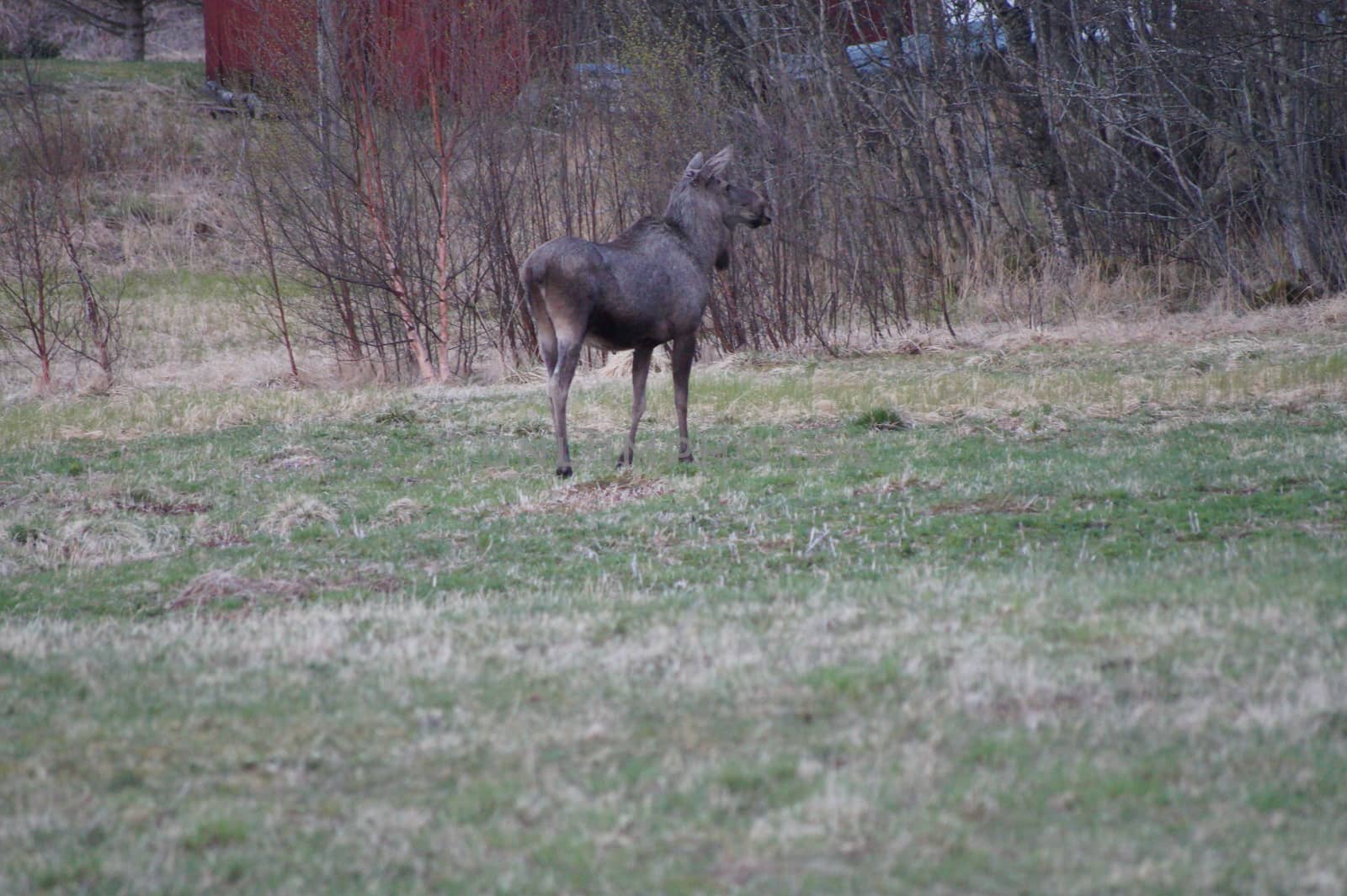 moose in Norway