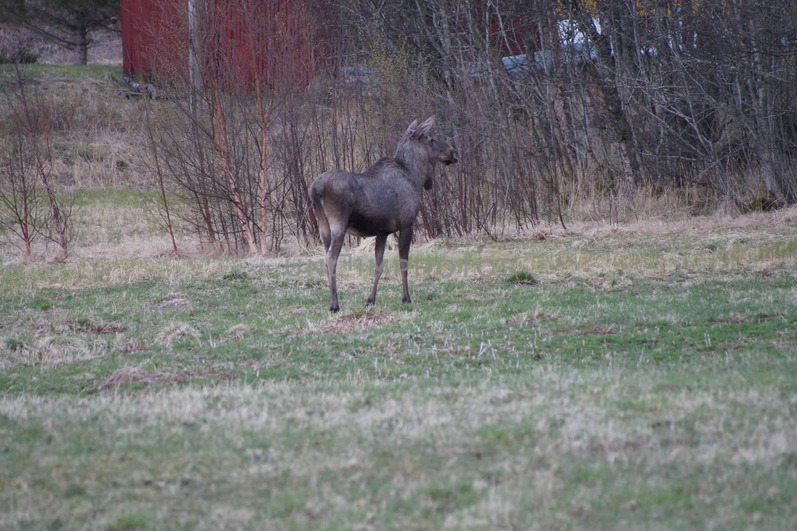 Moose in Norway