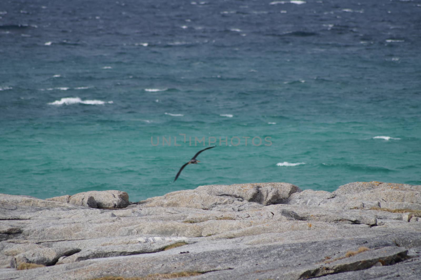 animals in terrain