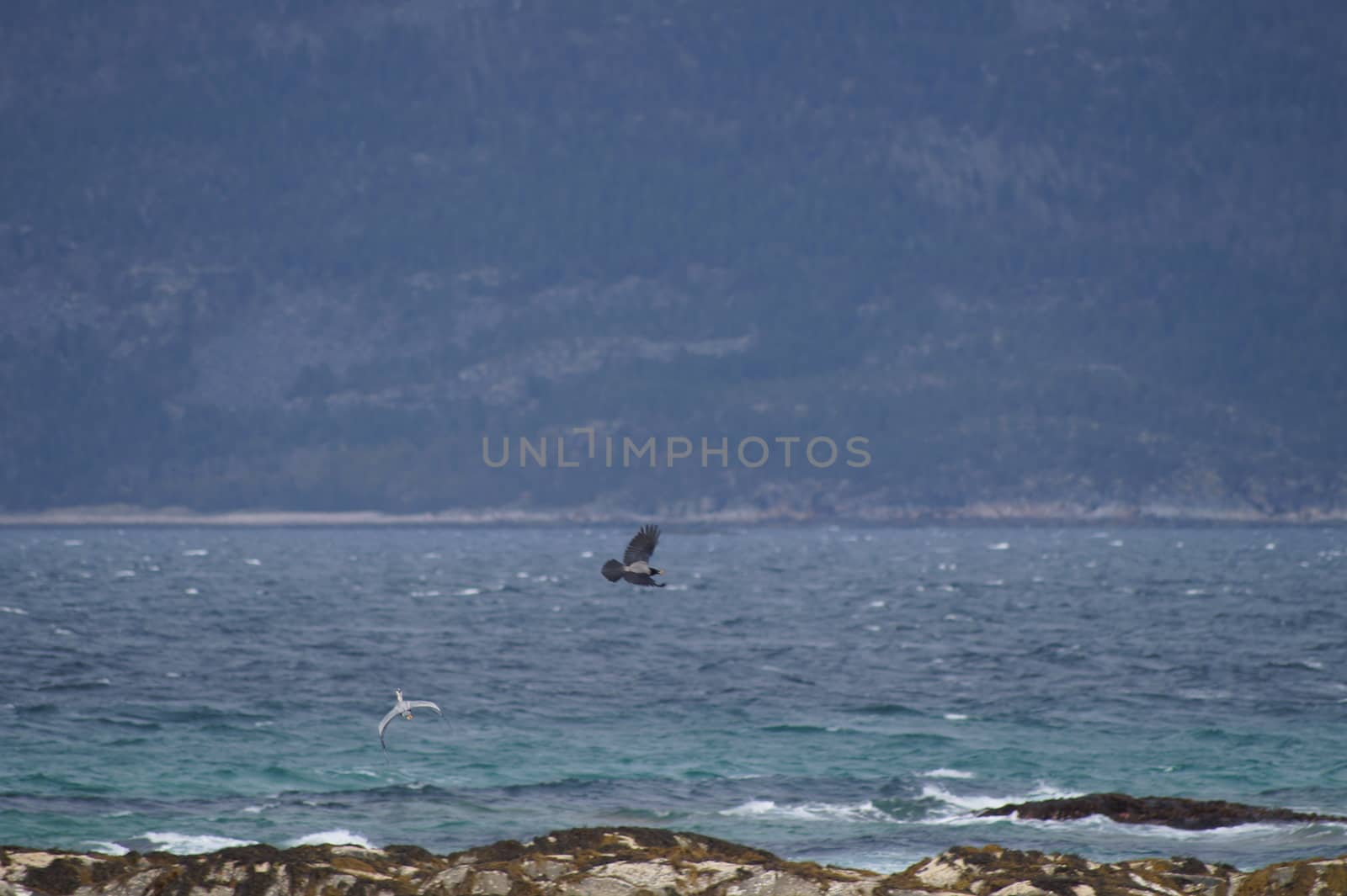 animals in terrain