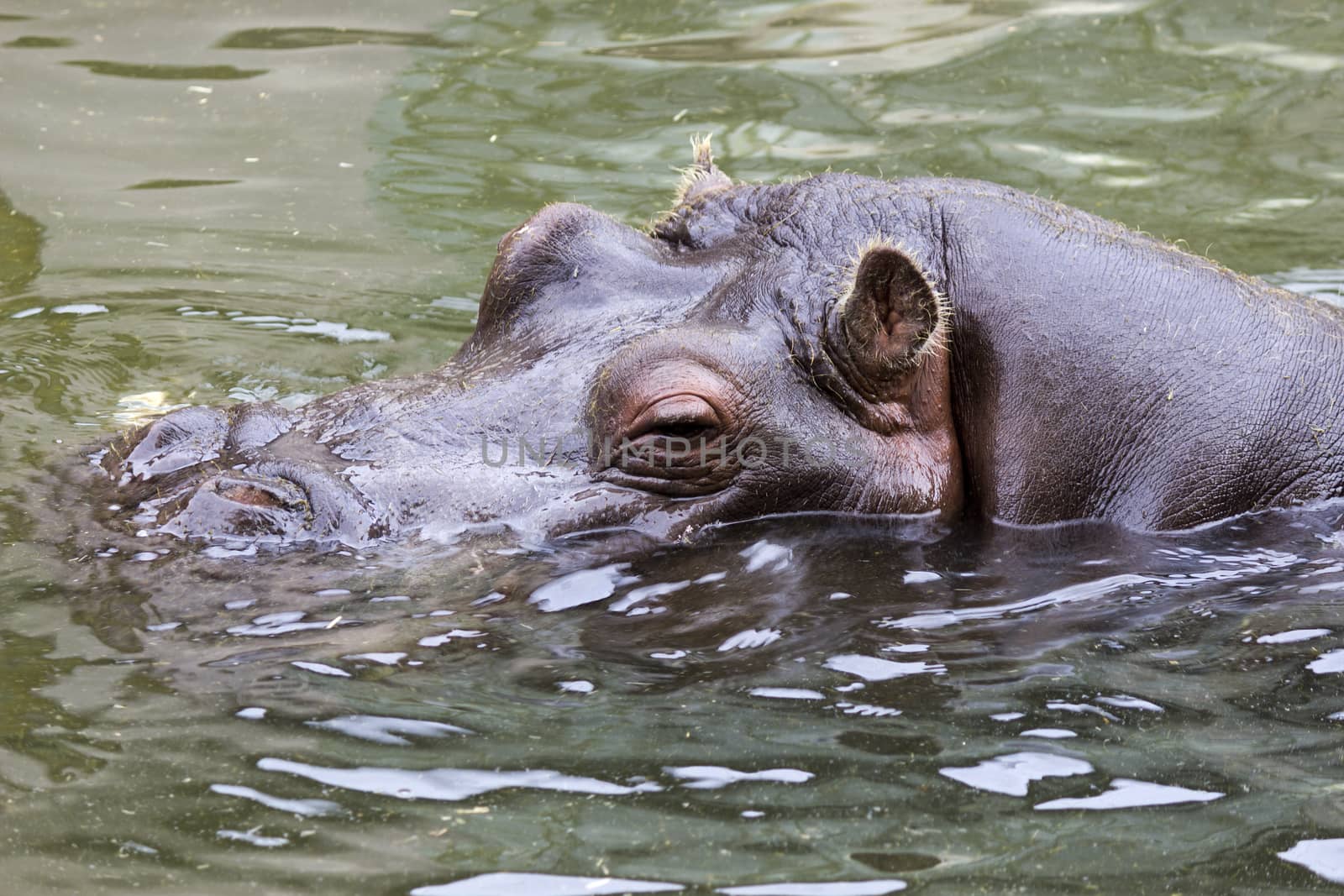 Portrait of a hippopotamus (Hippopotamus amphibius) in water