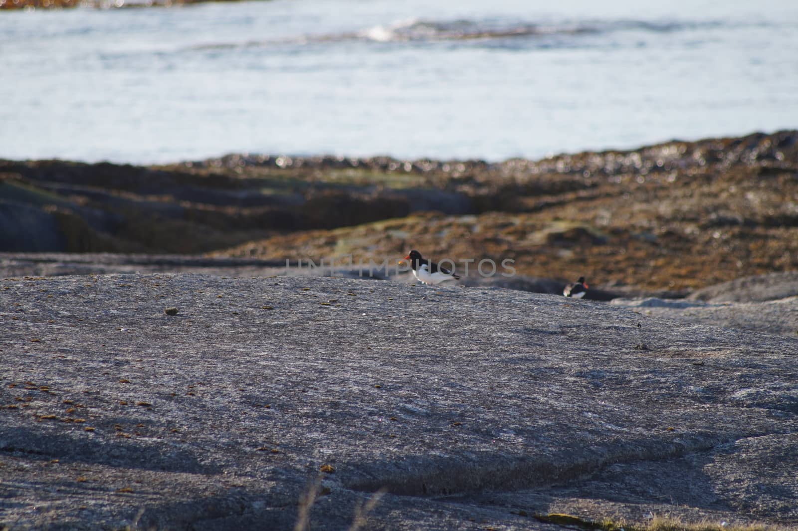 animals in terrain