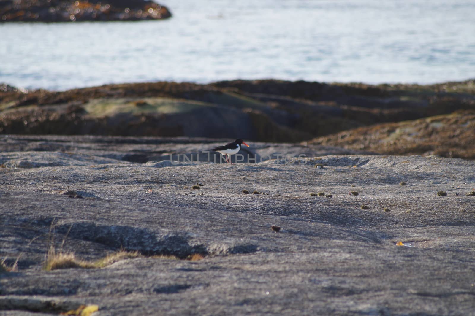 animals in terrain