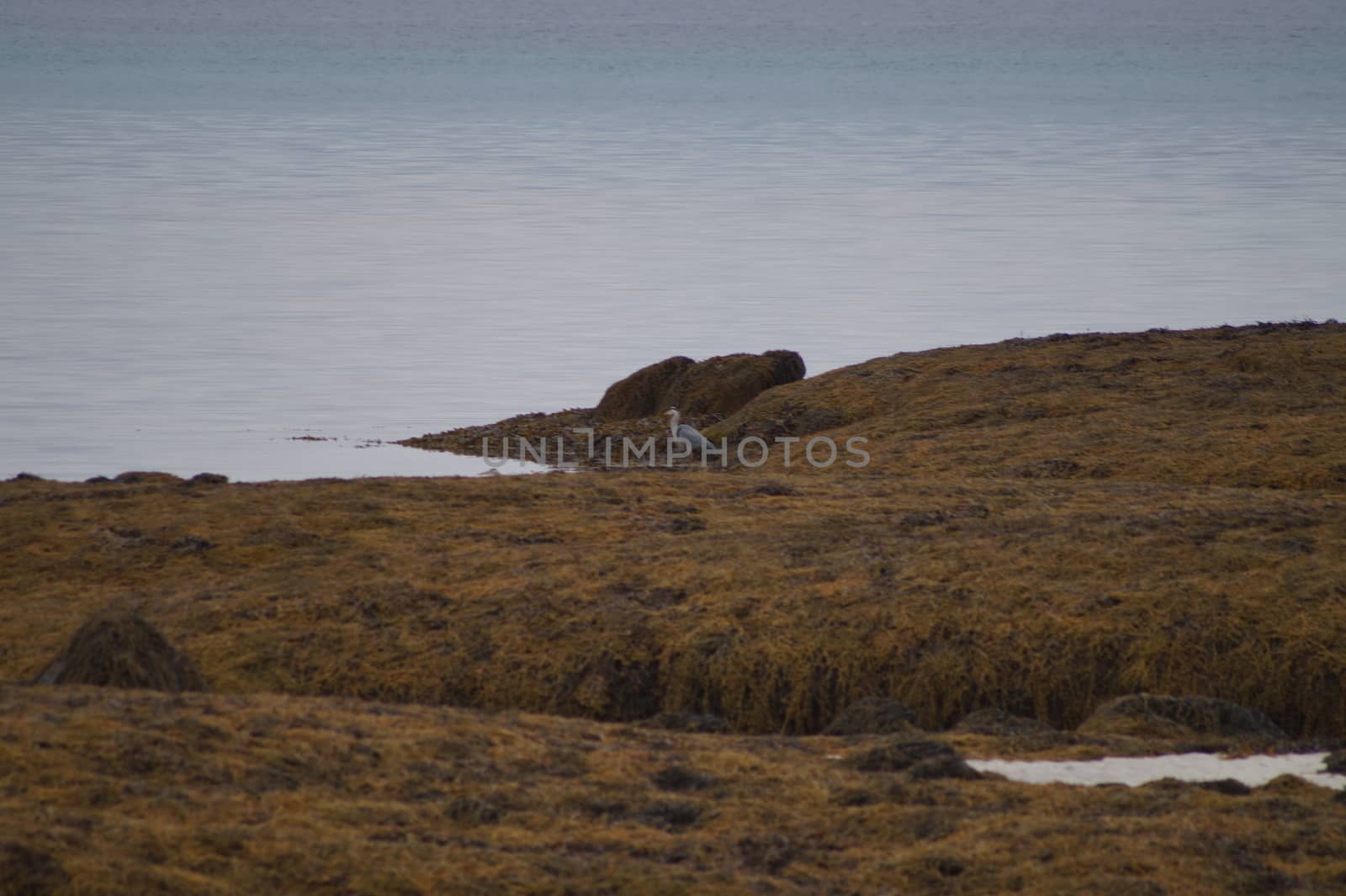 animals in terrain