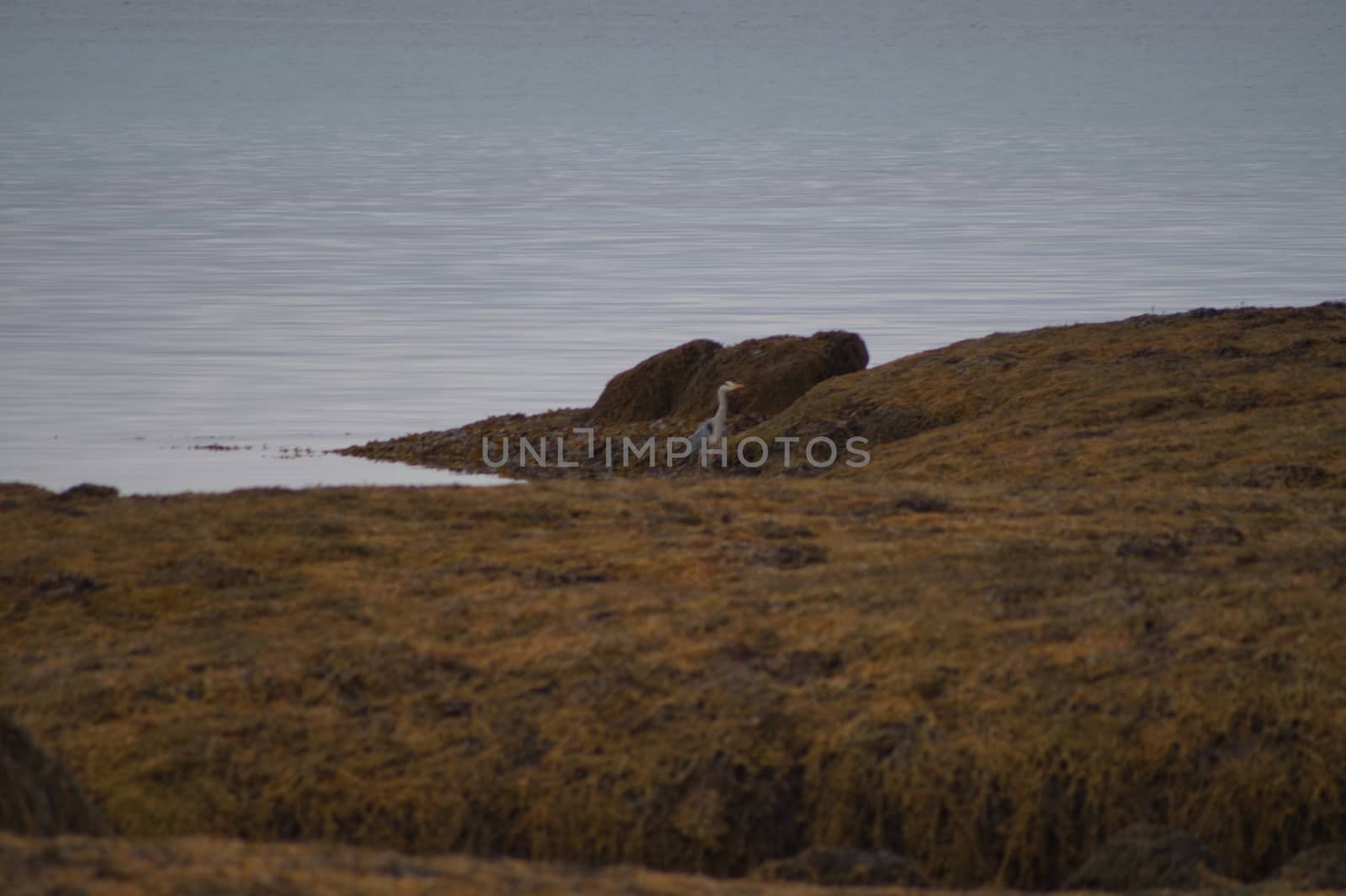 animals in terrain