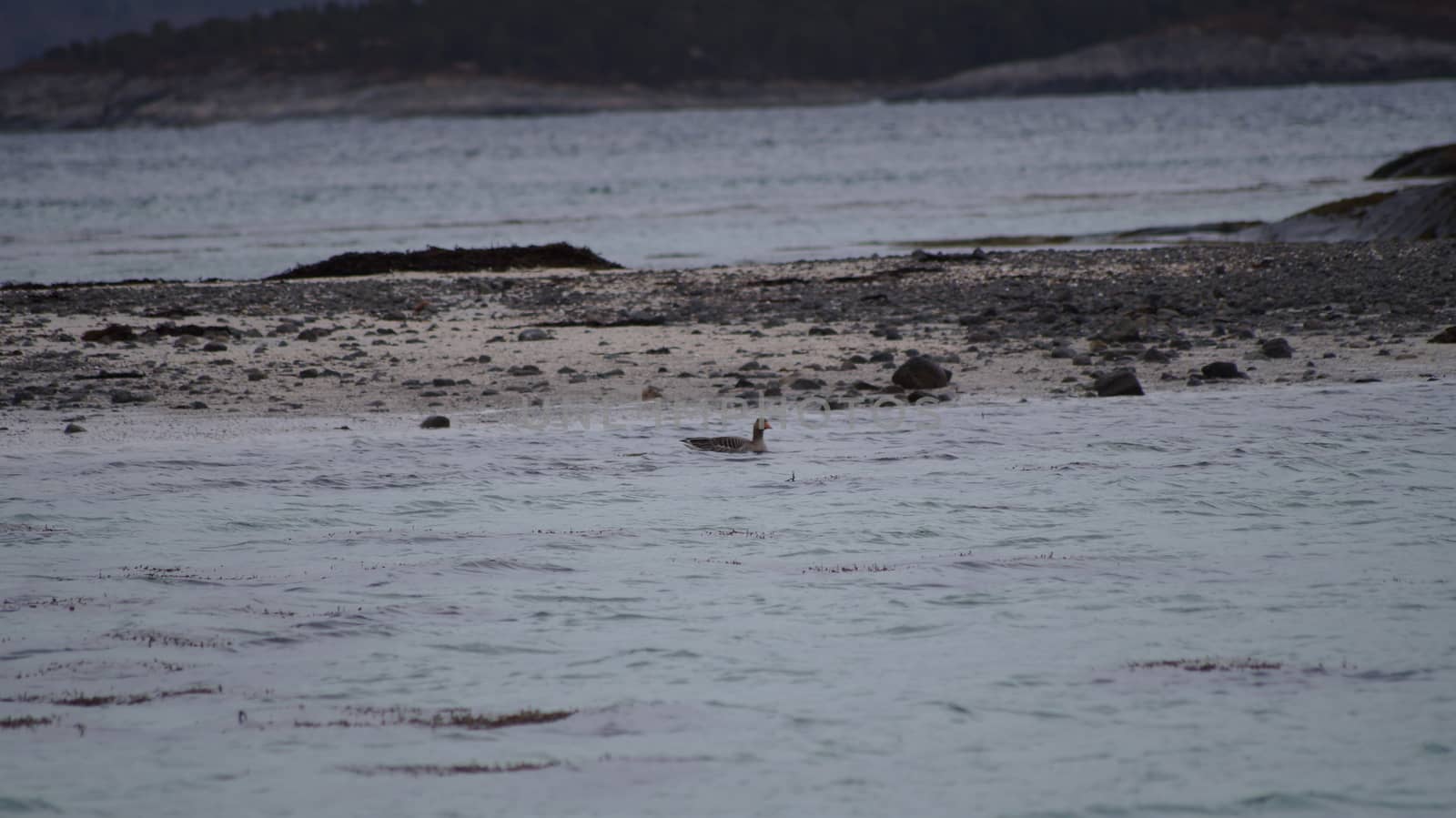 animals in terrain