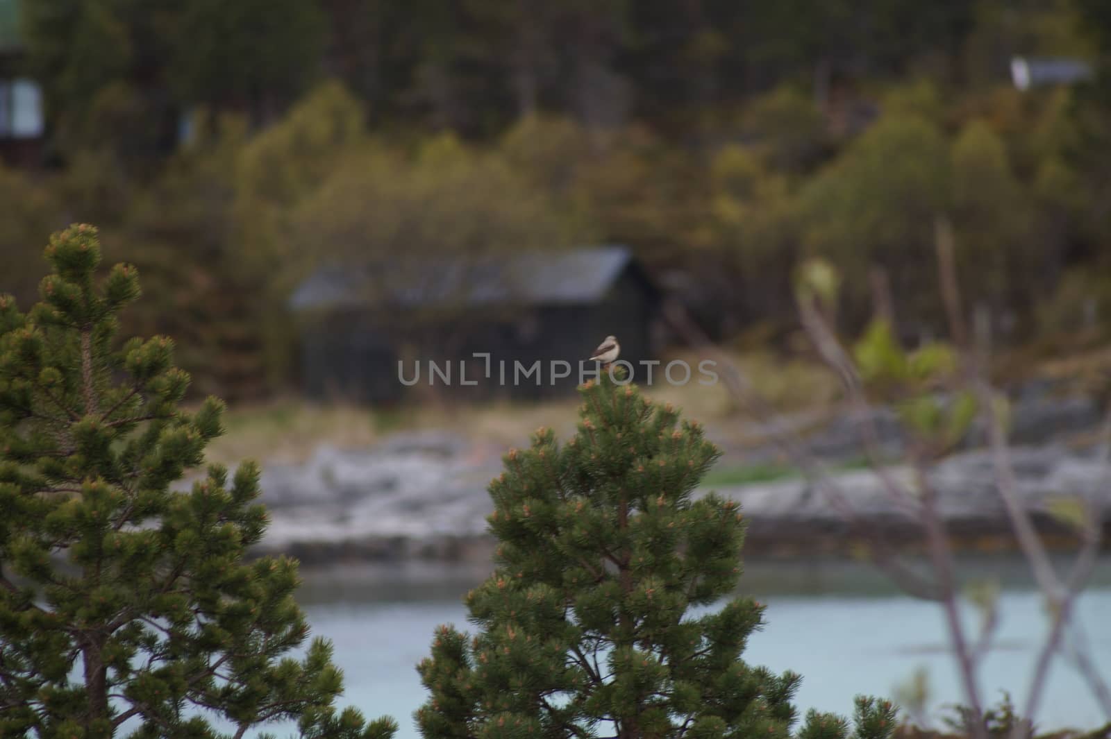 animals in terrain
