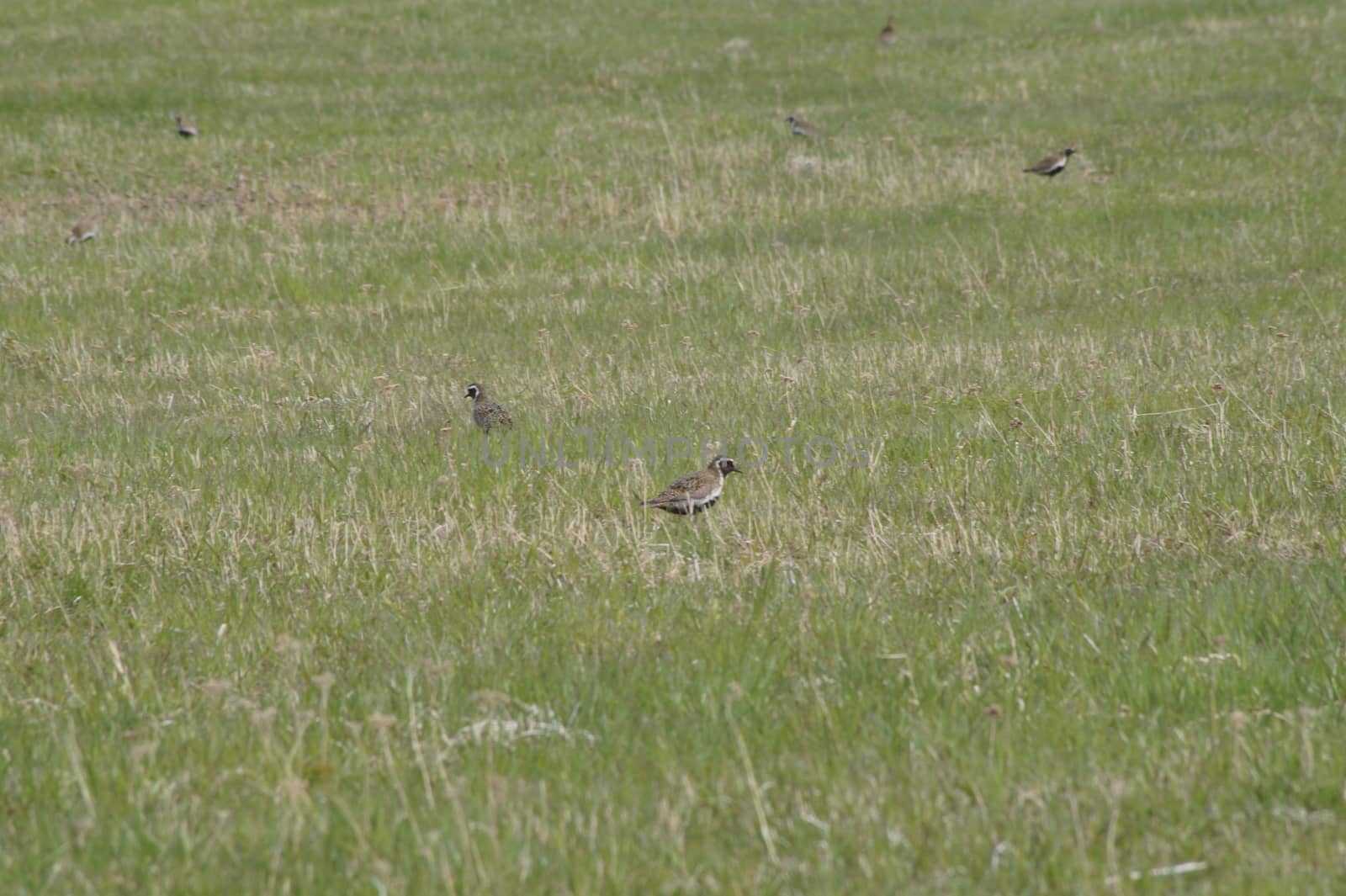 animals in terrain