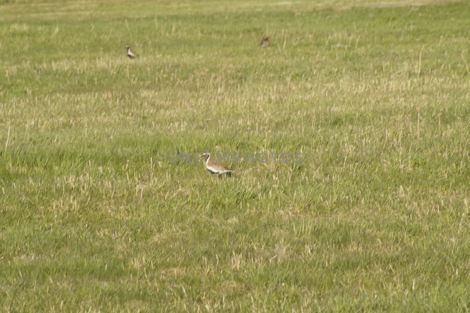 animals in terrain