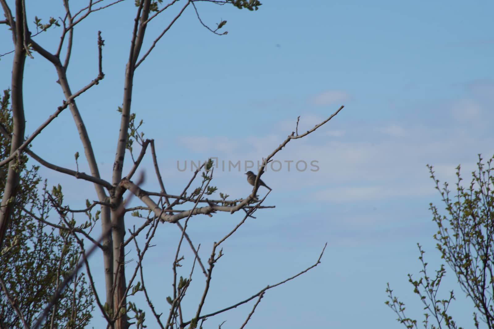 animals in terrain