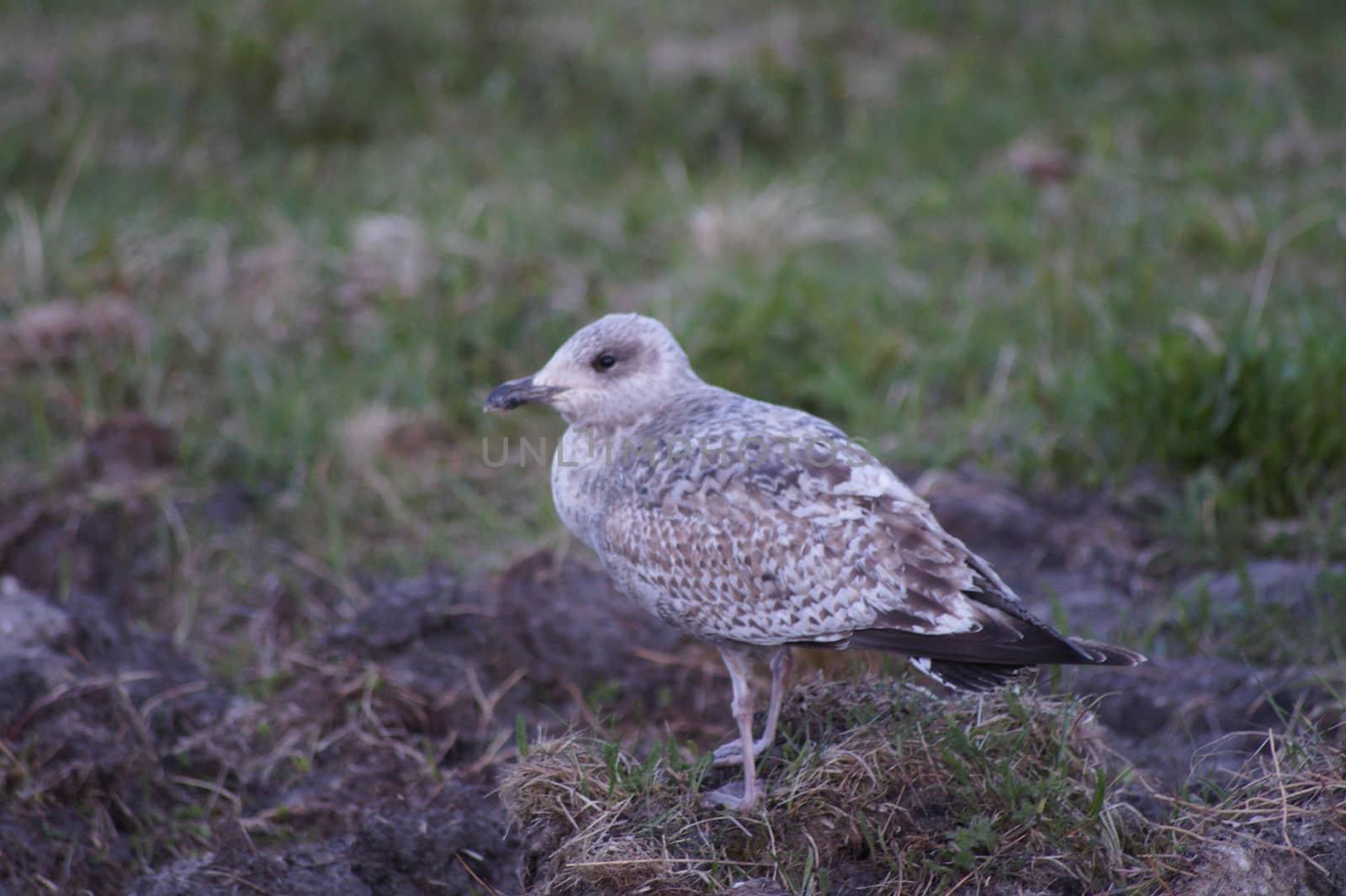 animals in terrain