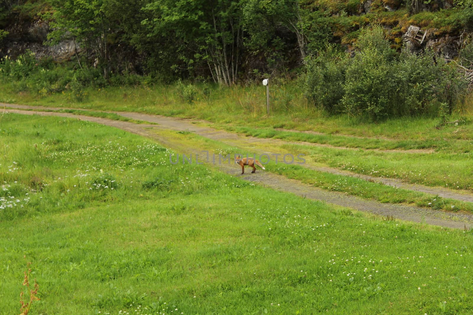 animals in terrain