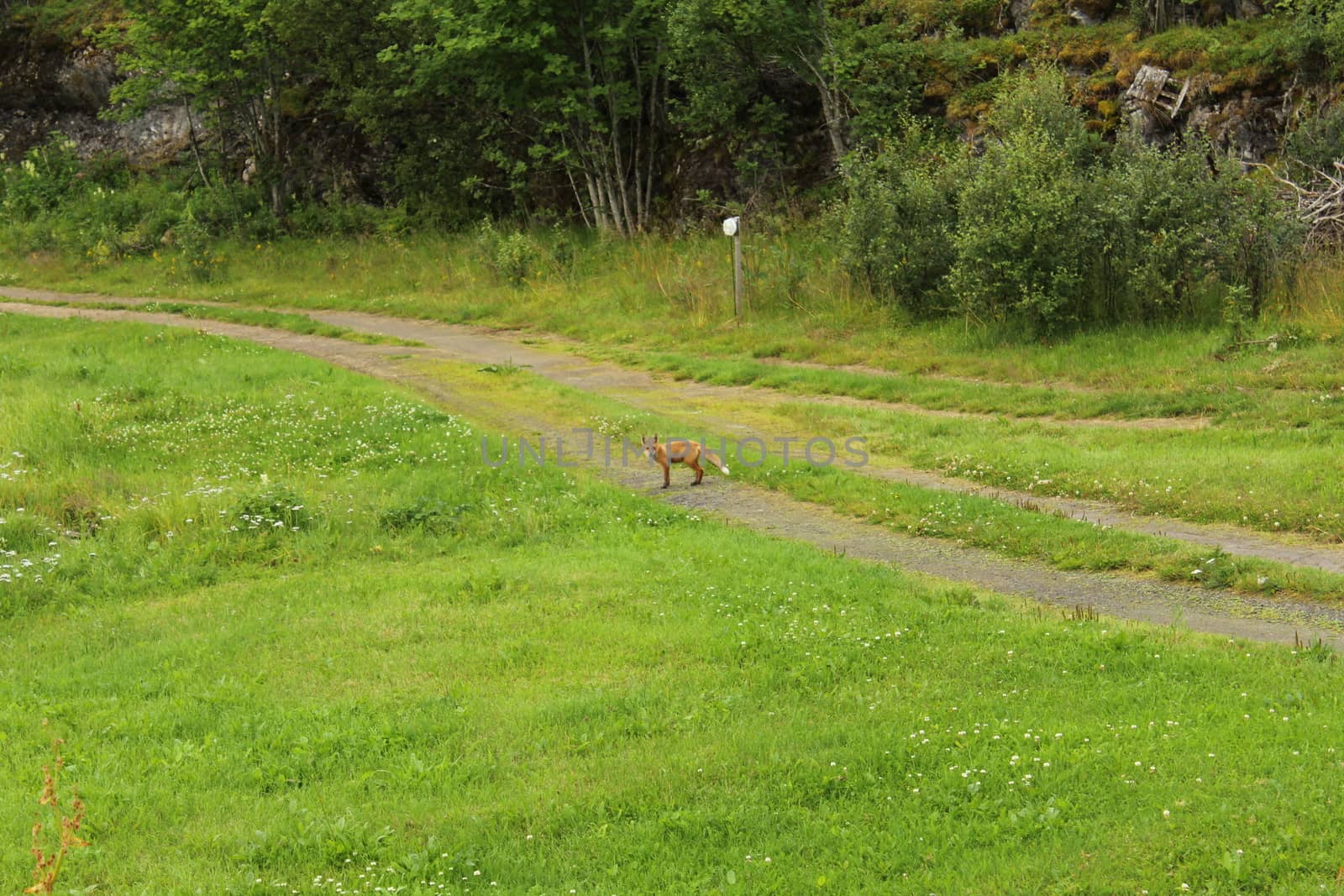 animals in terrain