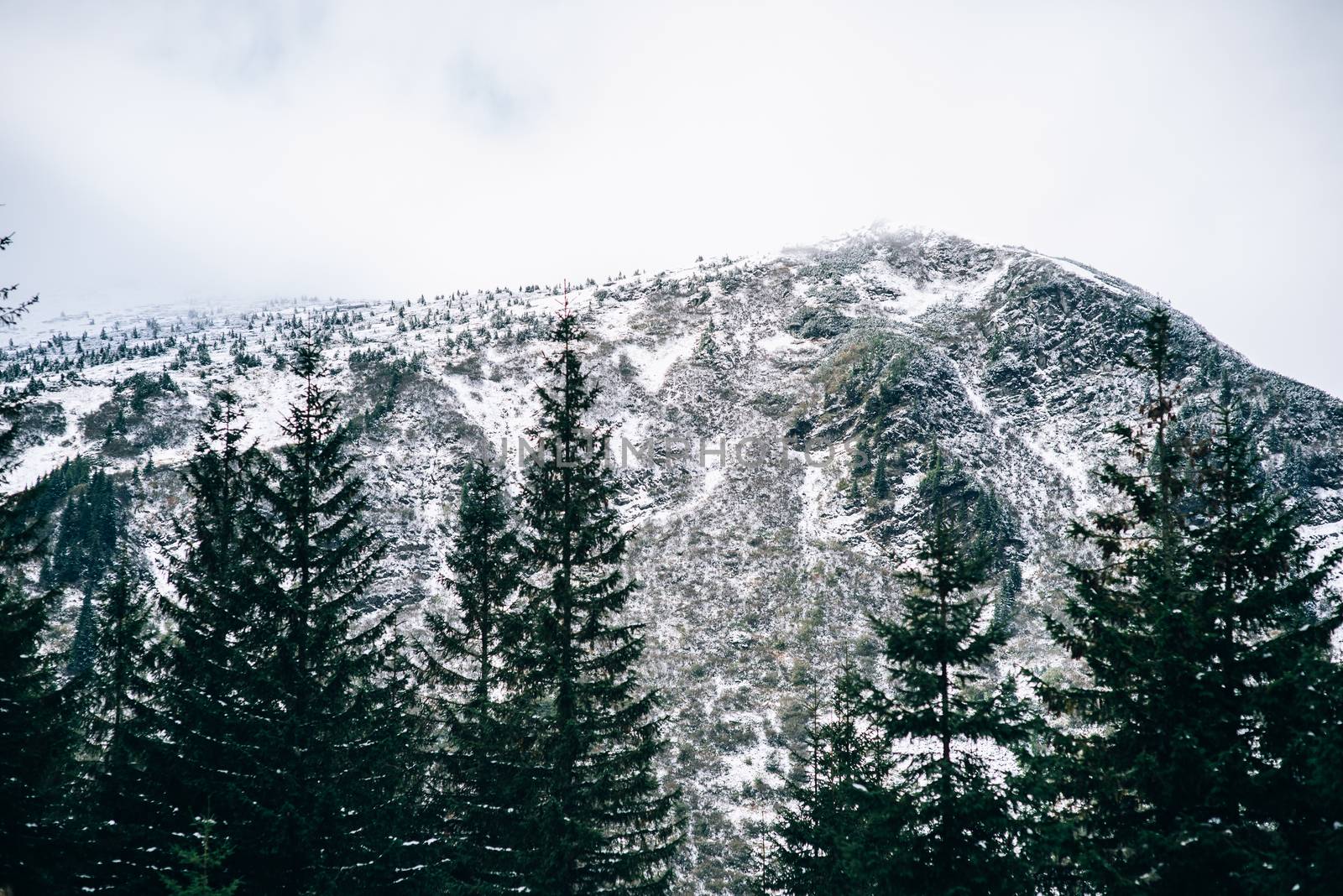 winter landscape in the Carpathian forest, mountains, clouds mist, trees