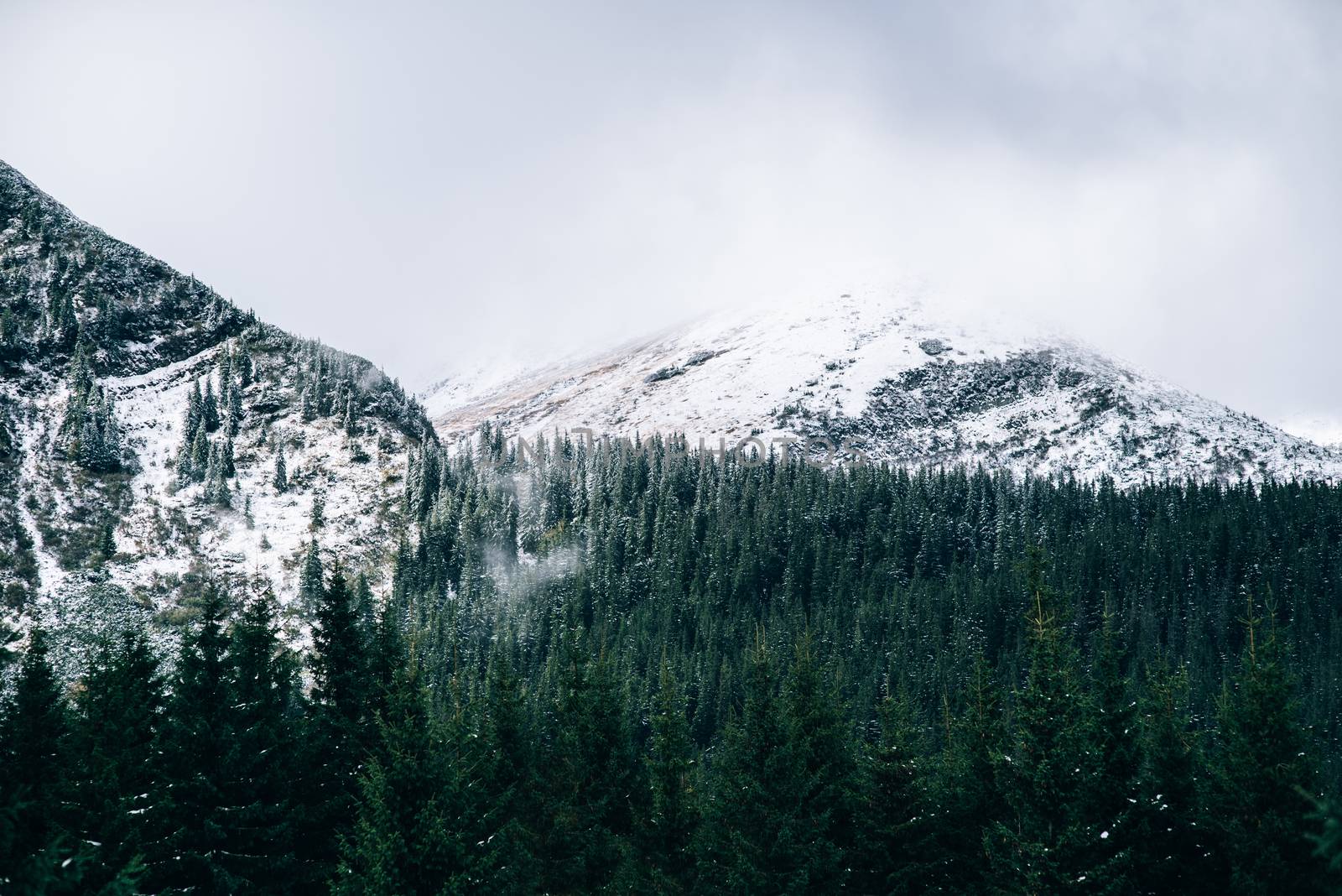 winter landscape in the Carpathian forest, mountains, clouds mist, trees