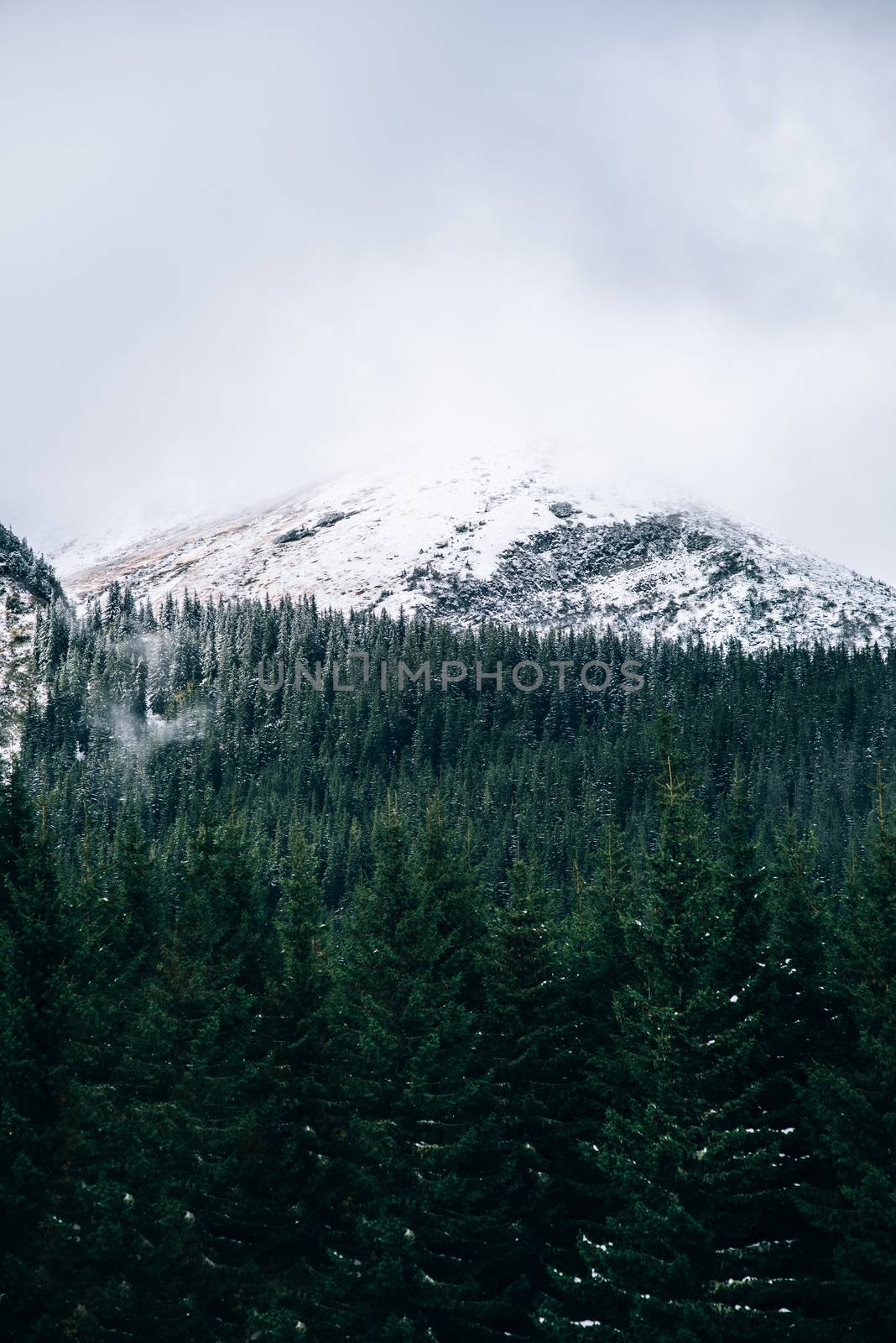 winter landscape in the Carpathian forest, mountains, clouds mist, trees