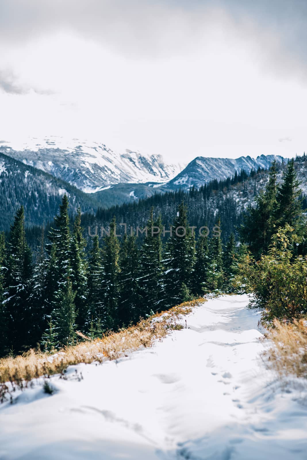 winter landscape in the Carpathian forest, mountains, clouds mist, treeswinter landscape in the Carpathian forest, mountains, clouds mist, trees