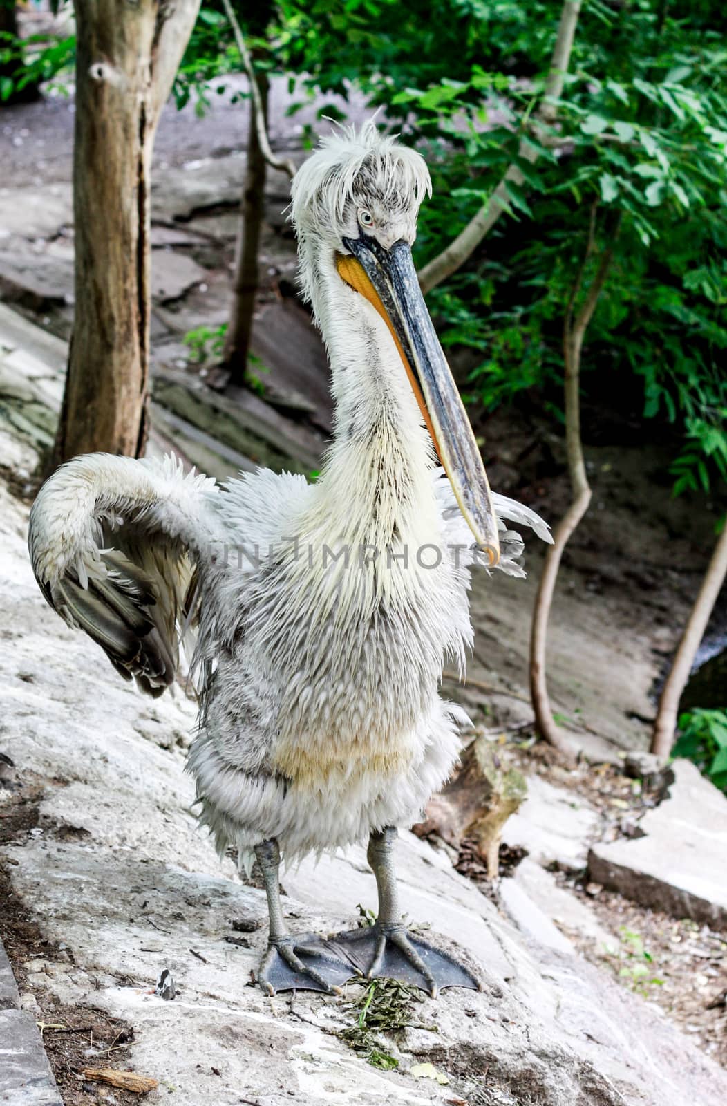 Pelican with open beak by aziatik13