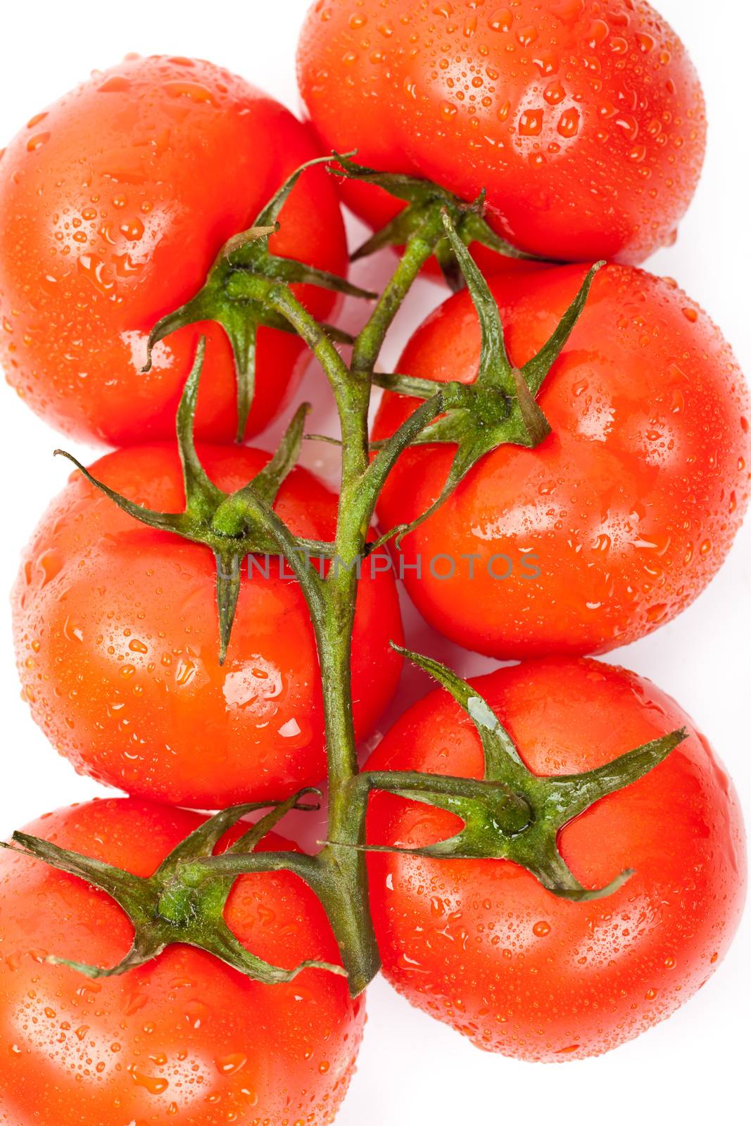 fresh tomatoes on a white background