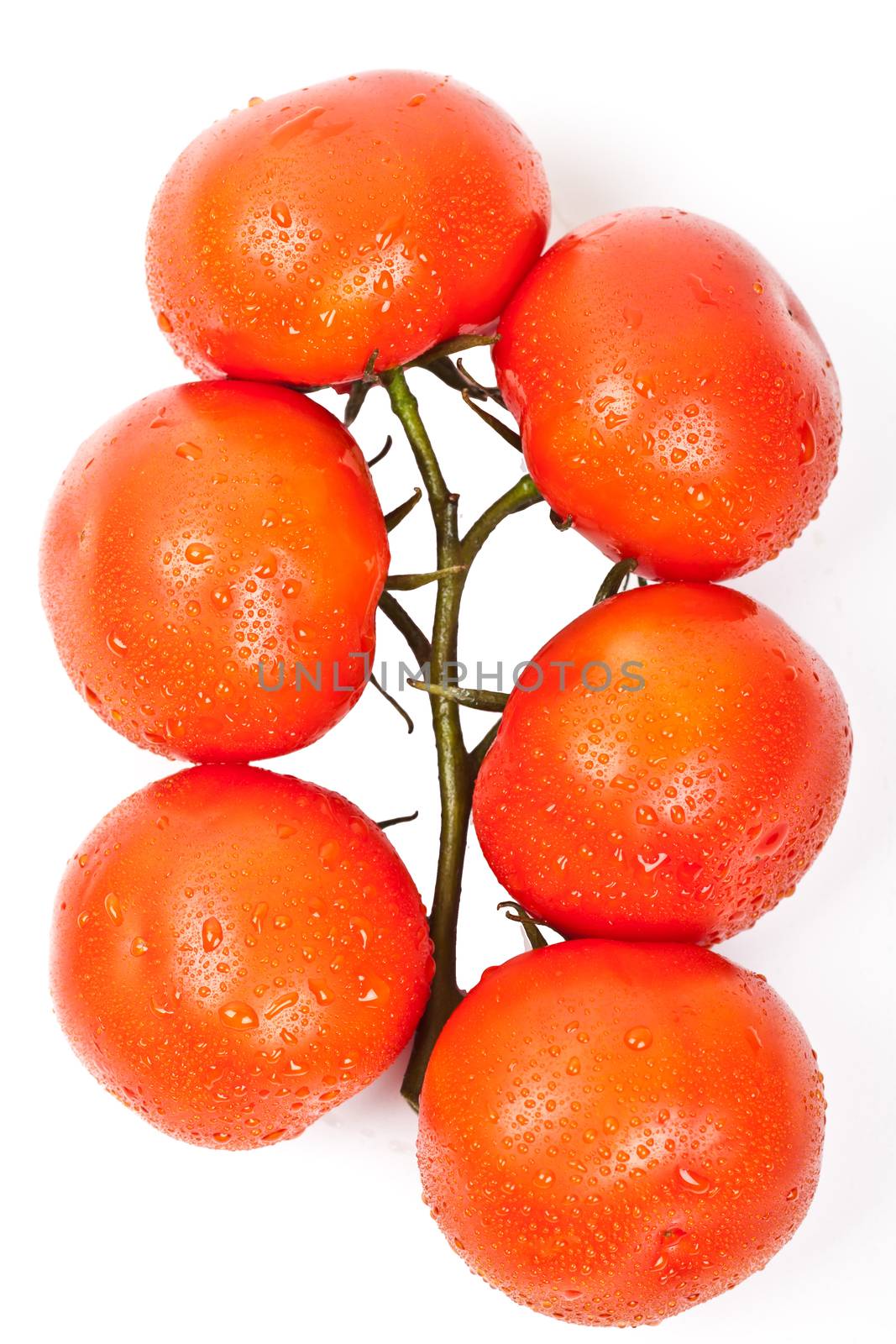 fresh tomatoes on a white background