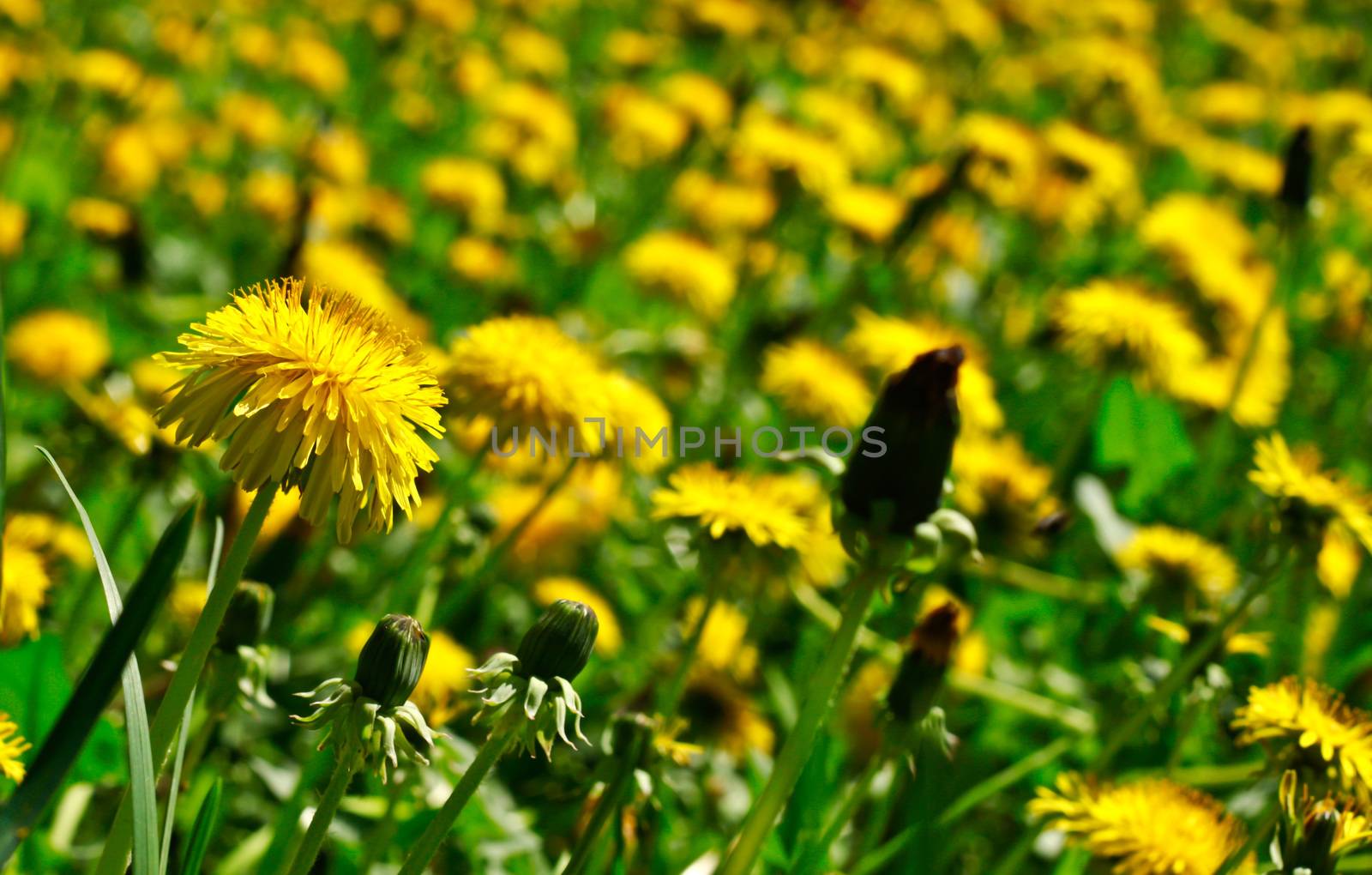 meadow of dandelions by aziatik13