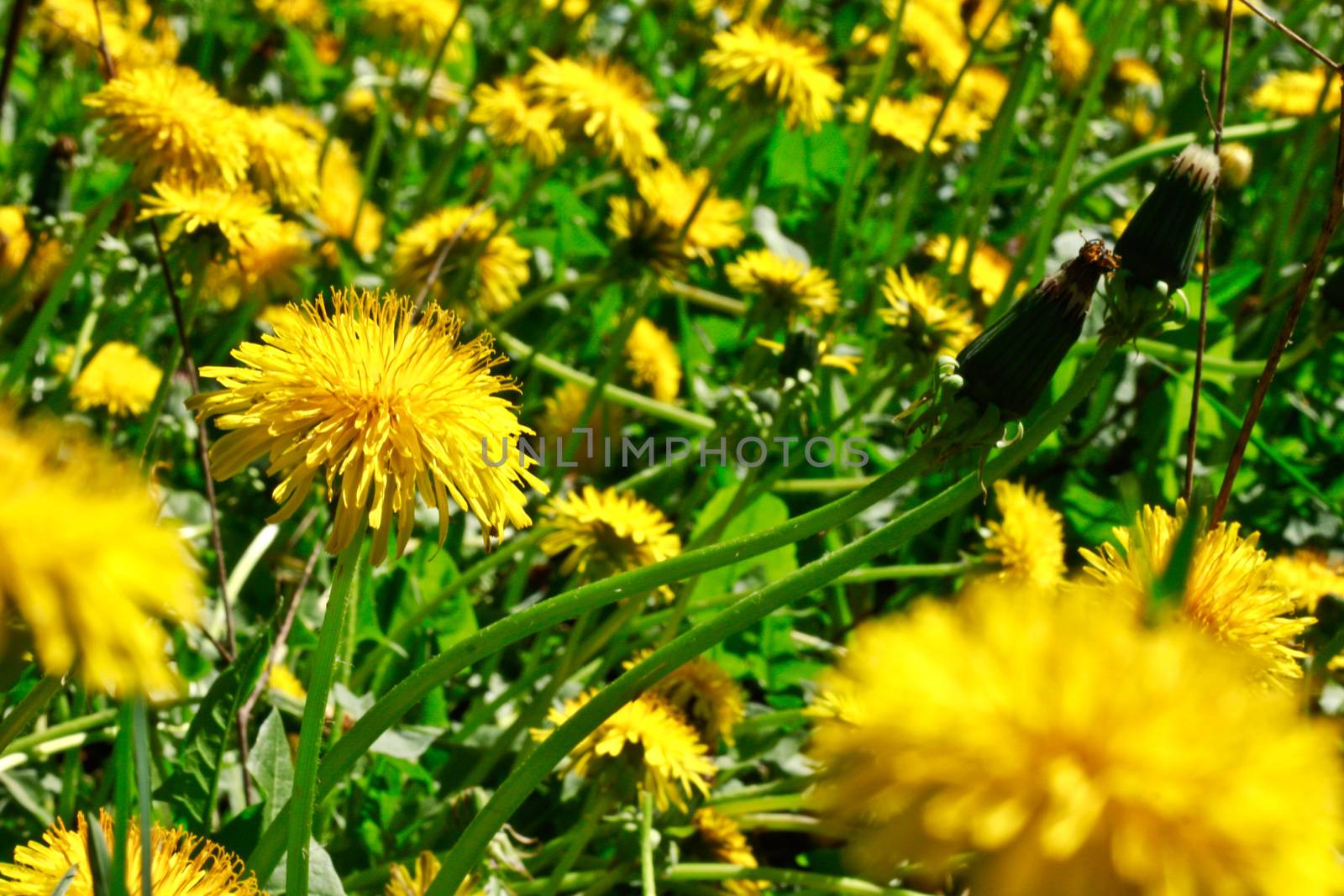 meadow of dandelions by aziatik13