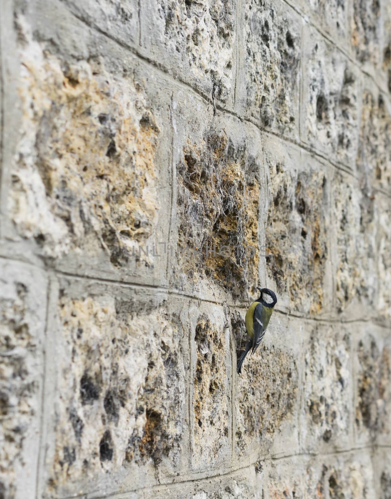 Textured background image of an old mossy stone brick wall with a small bird