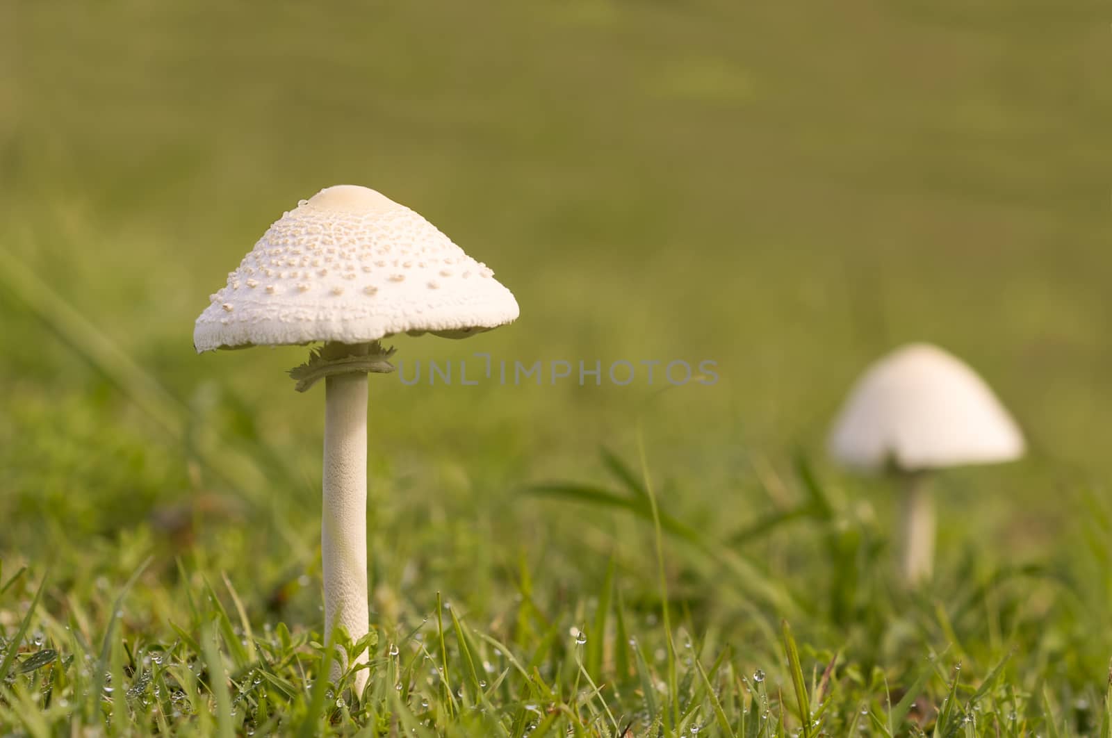 Mushrooms emerges after rain by sherj