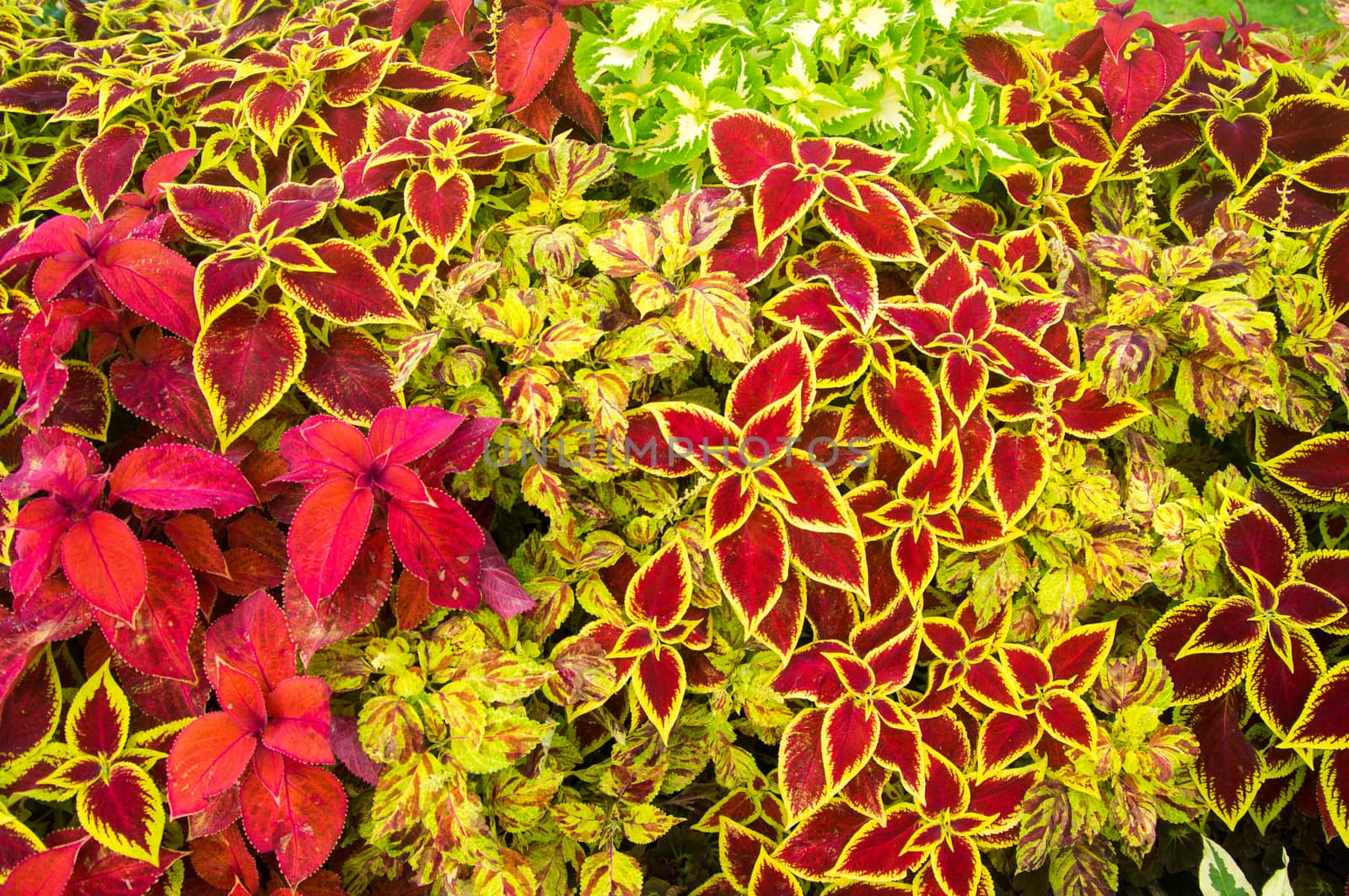 Yellow and Red leaf plants by emattil