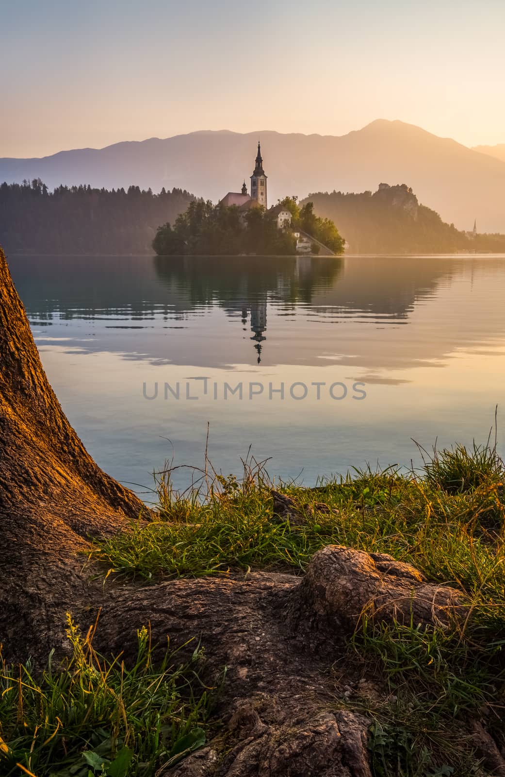 Little Island with Catholic Church in Bled Lake, Slovenia  at Sunrise with Castle and Mountains in Background and Tree Root in Foreground