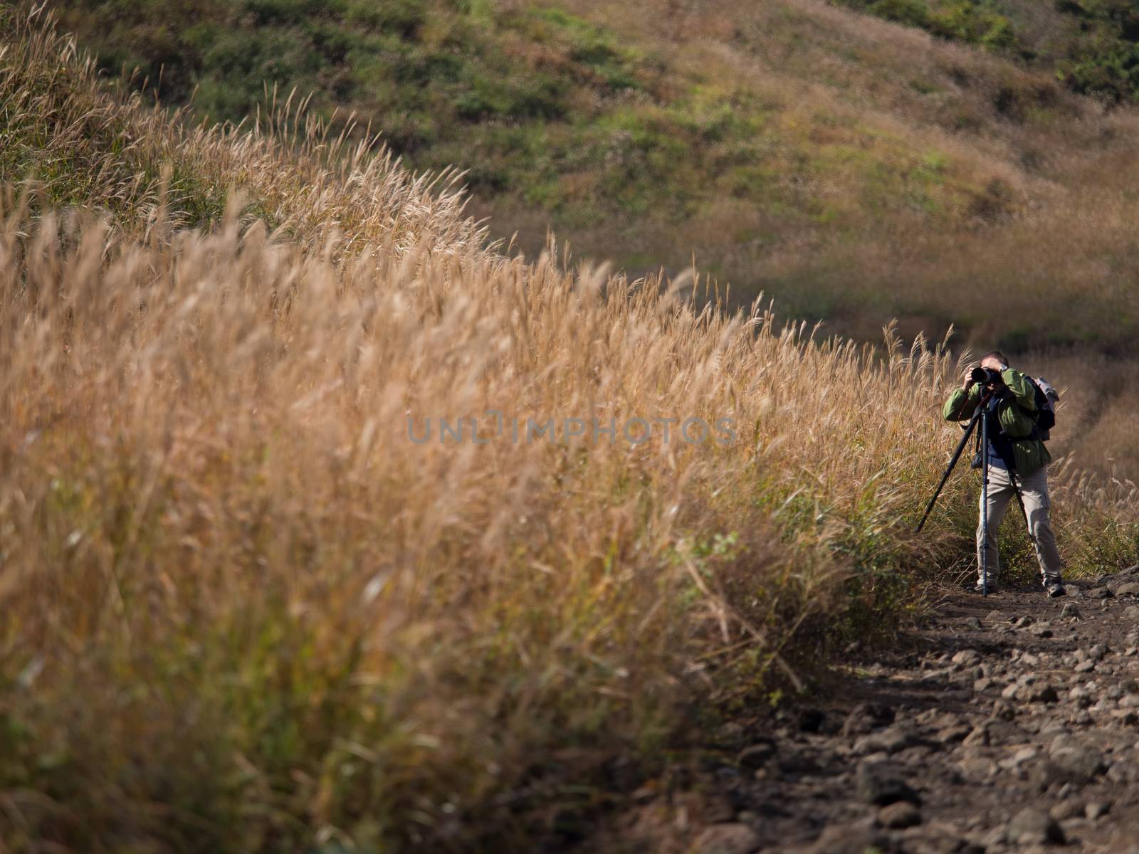 SENGOKUHARA, HAKONE/JAPAN – NOVEMBER 5TH 2015: Tourist photographer photographing stunning sengokuhara silvery golden pampas grass fields.
