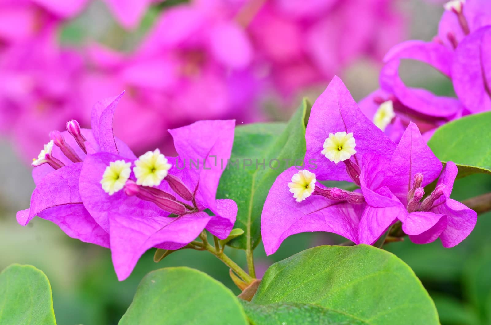 Beautyful Bougainvillea flowers