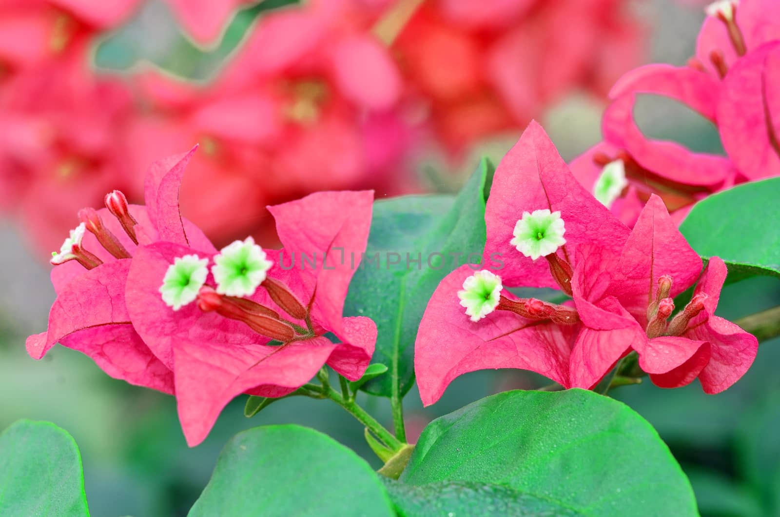 Beautyful redl Bougainvillea flowers